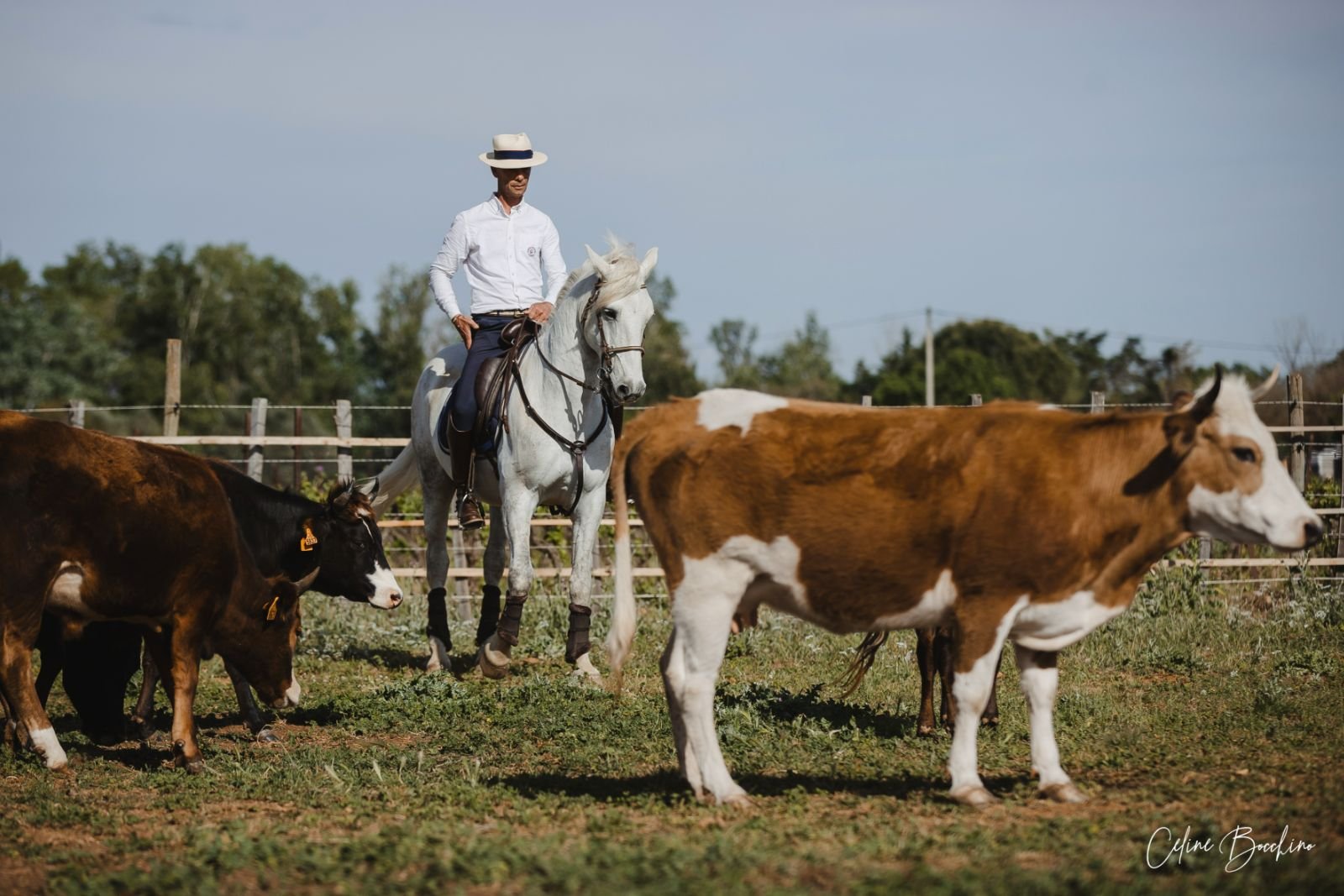How to excel in the cattle sorting trial?