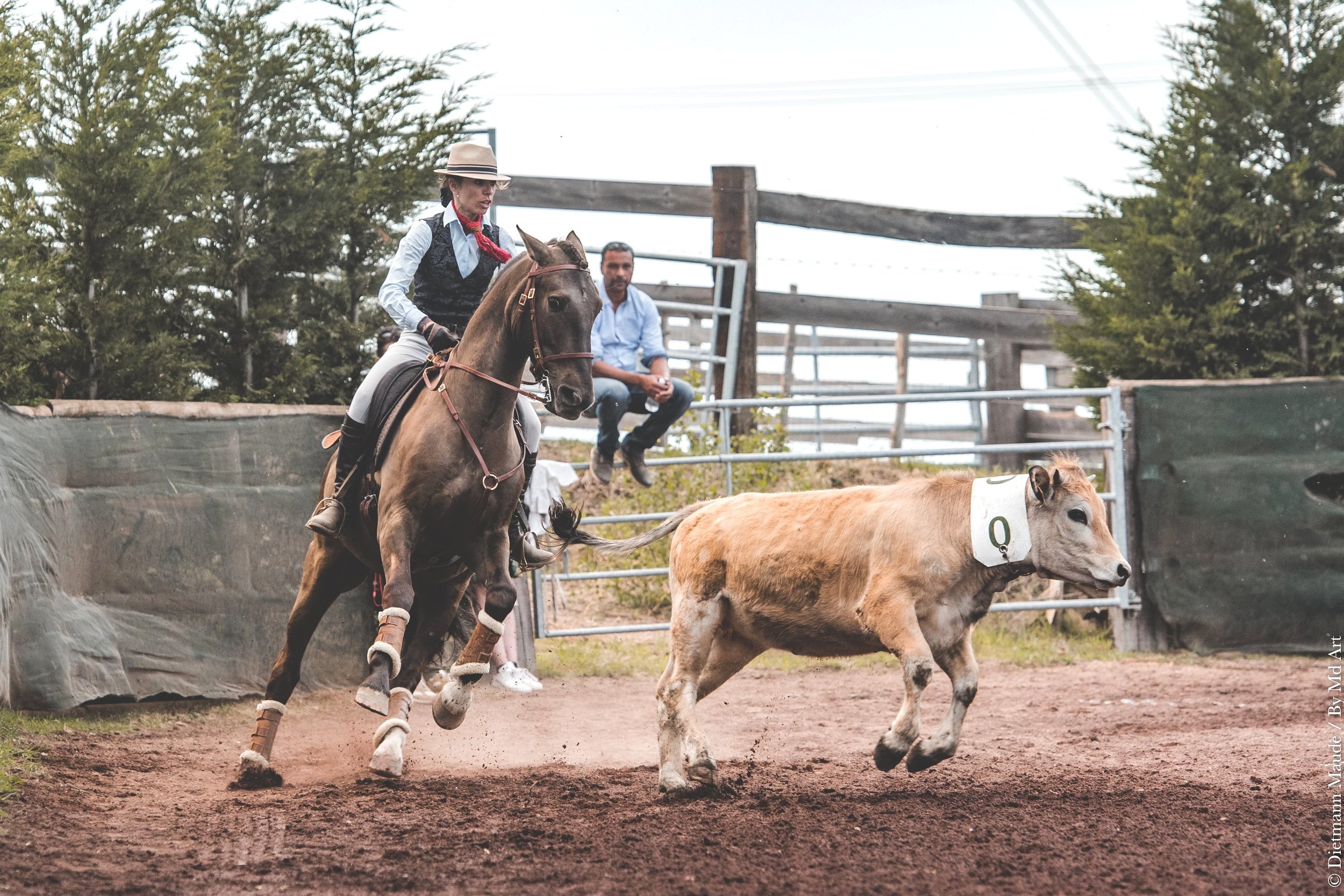 The history of the cattle sorting trial