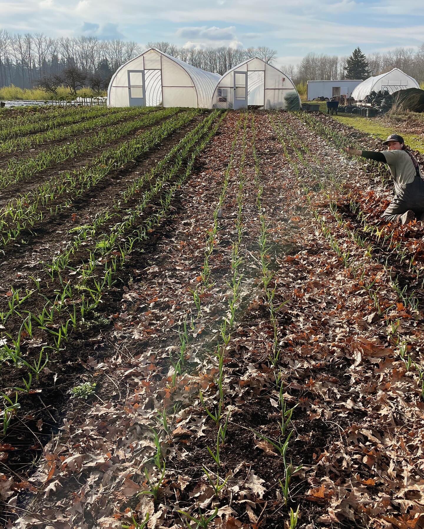 They say third times the charm and that&rsquo;s proving to be true with our garlic crop this season!  This is the healthiest and green we&rsquo;ve ever seen it! Keep growing babies 🌱🧄