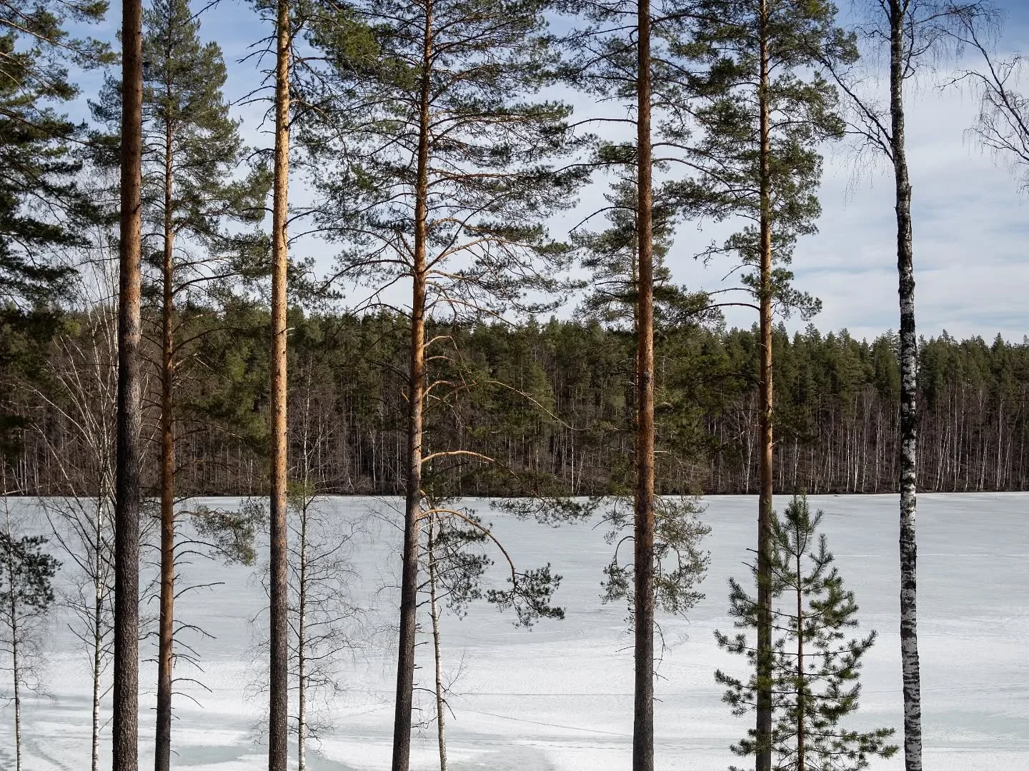 A few more views from Patteristo premises. 🌞 Look at all these pines! #coworkfinland