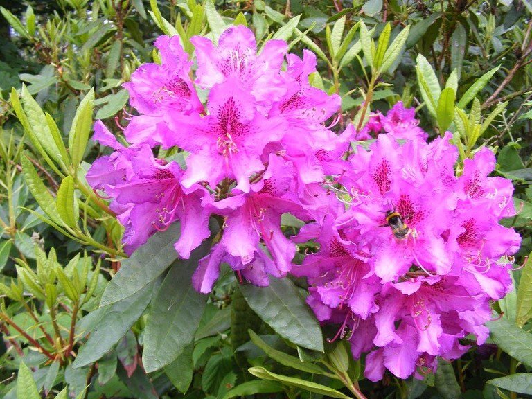A little bit of history for you on this mother's day...

The Garniers of Rookesbury have a rich history of wonderful gardens, from pioneering vital apothecary herb gardens in Chelsea back in 1689, to these beautiful rhododendrons growing on the south