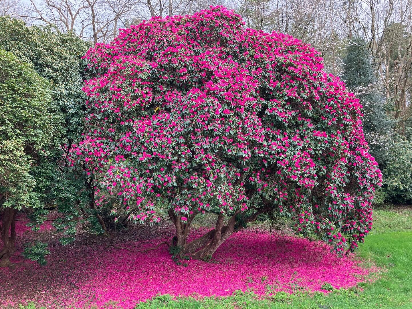Look at these pink carpets of Rhododendron petals blown off by the strong winds over the weekend!