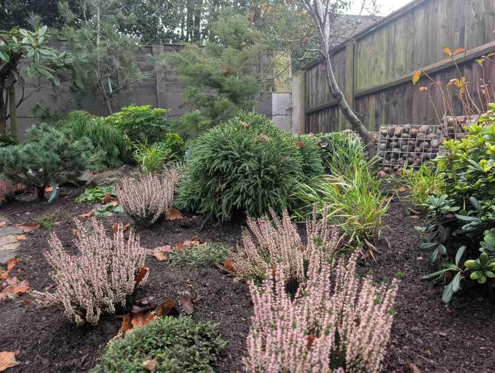 A garden in Miles Green with various evergreen shrubs and plants