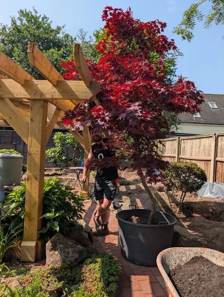 Large acer tree being installed by Goodwin Gardens near Alsager Bank