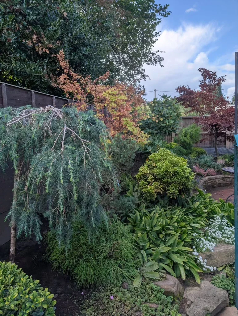 A japanese style planting garden including Pinus and Acer within a garden planted by Goodwin Gardens Ltd near Audley
