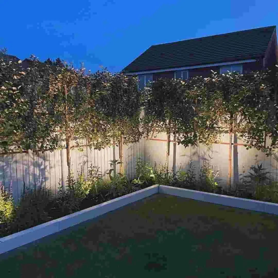 Pleached trees with uplighting installed during a full garden makeover in Sandbach, Cheshire