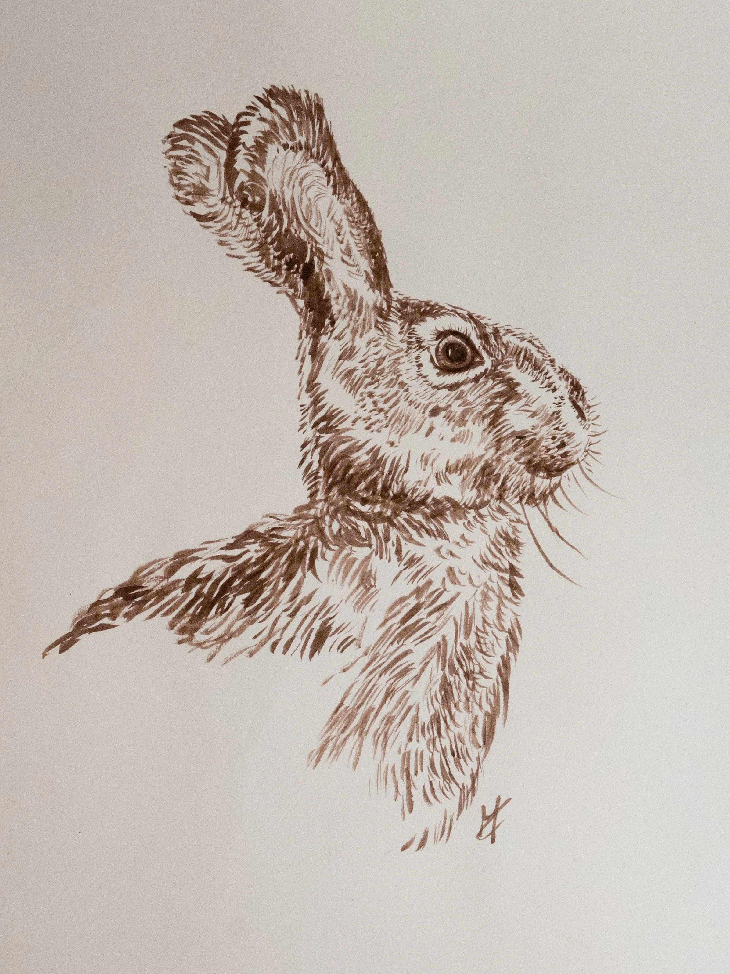 Hare - Study