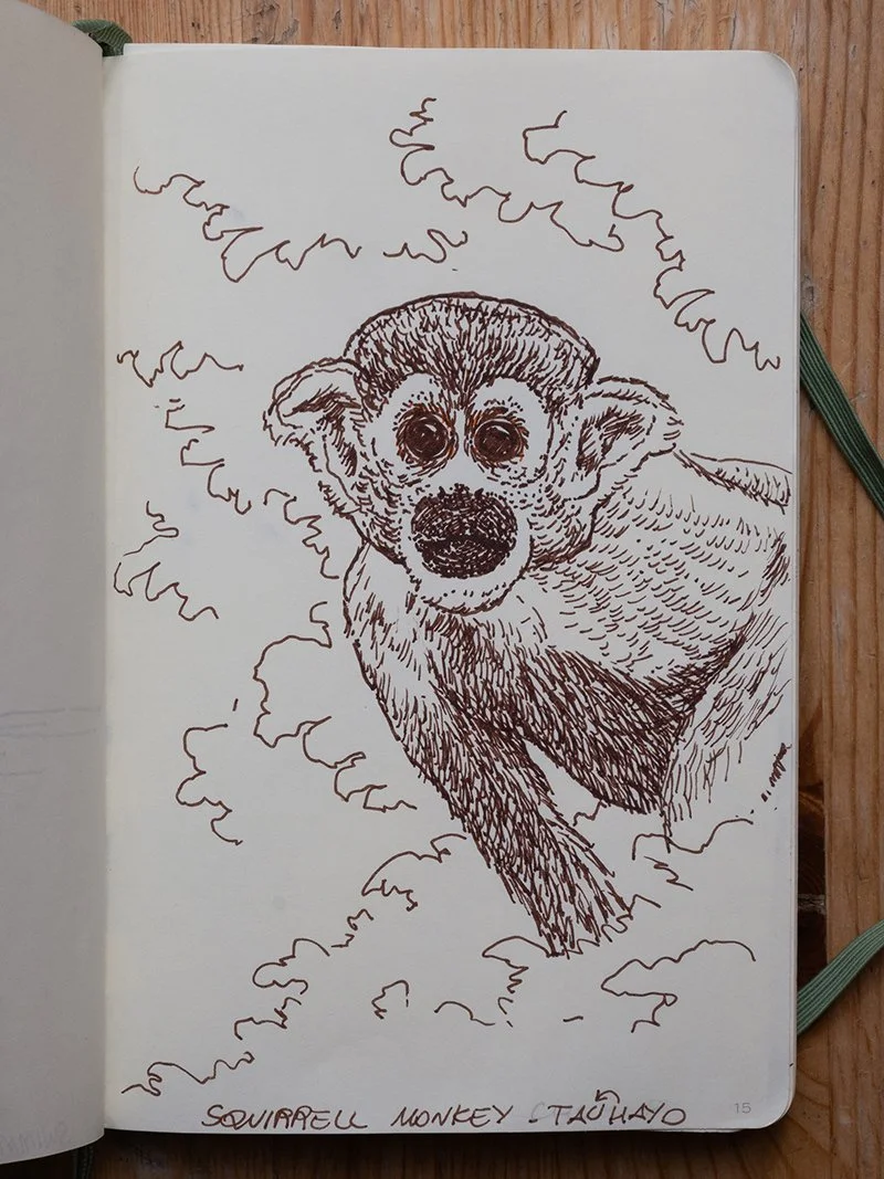 Selva Amazónica: Squirrel Monkey  
Illustrated Memoir
