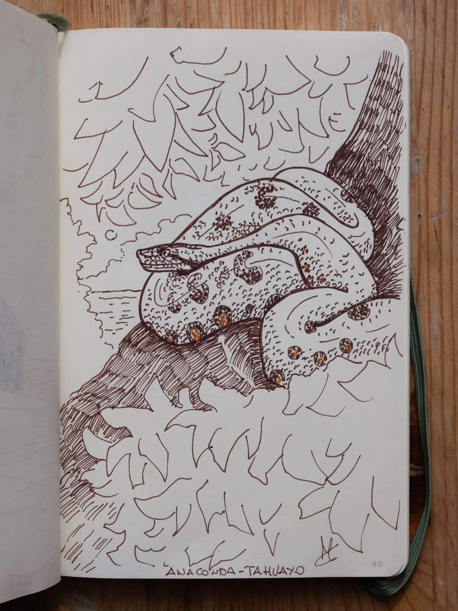 Anaconda (I saw just half of it...)