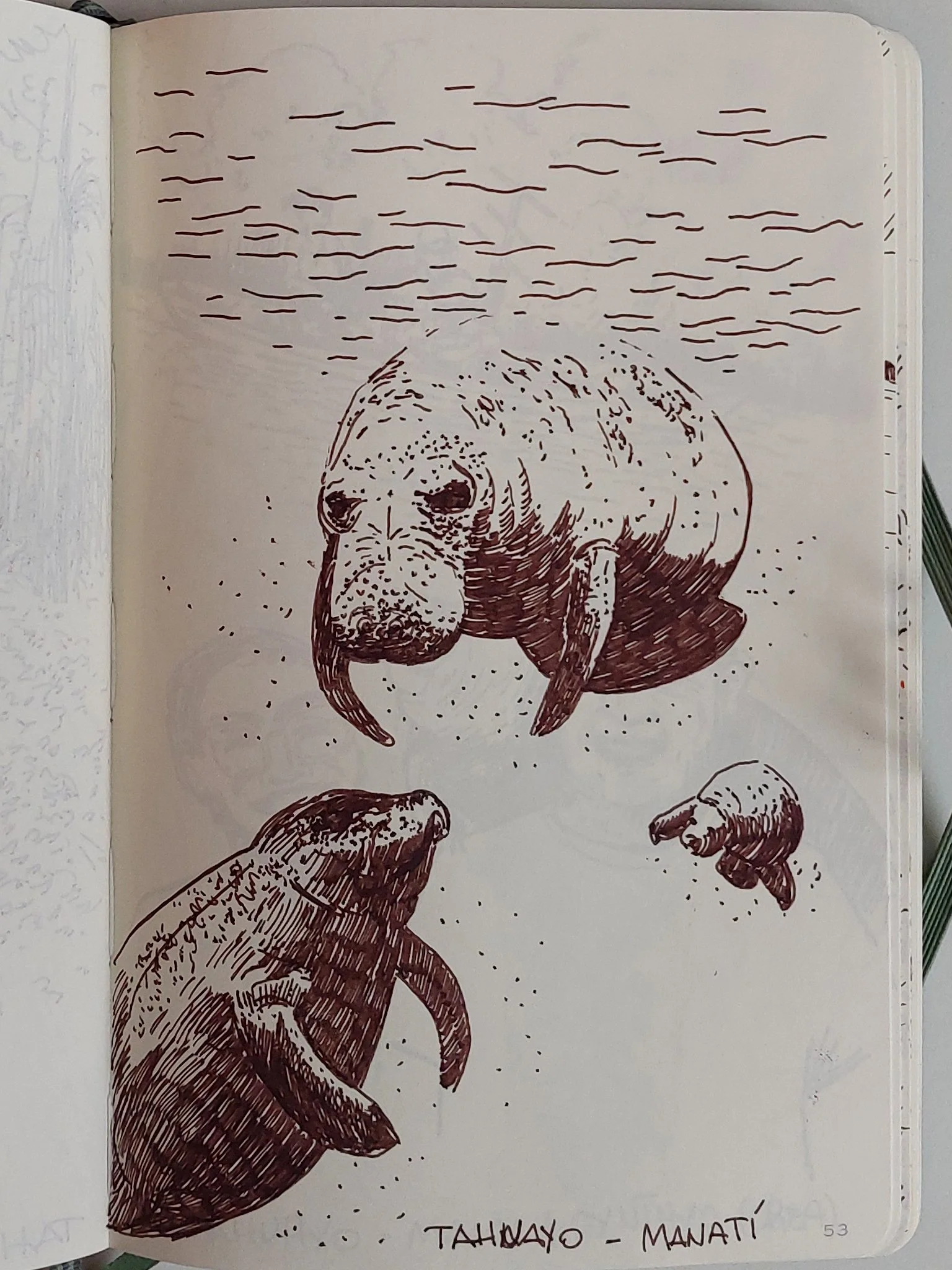 Manatees of Amazonas - Sketch