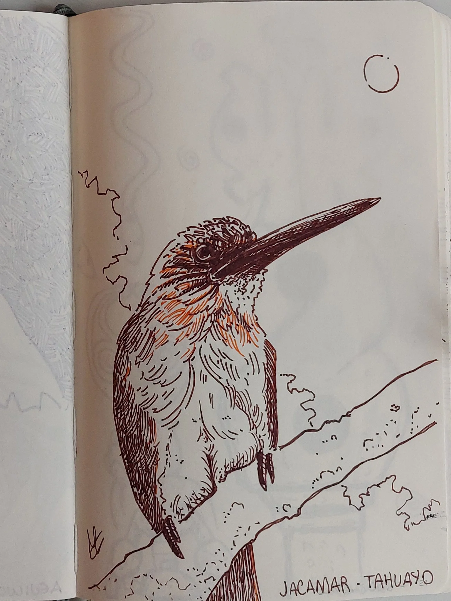 Jamacar of Peru - Sketch