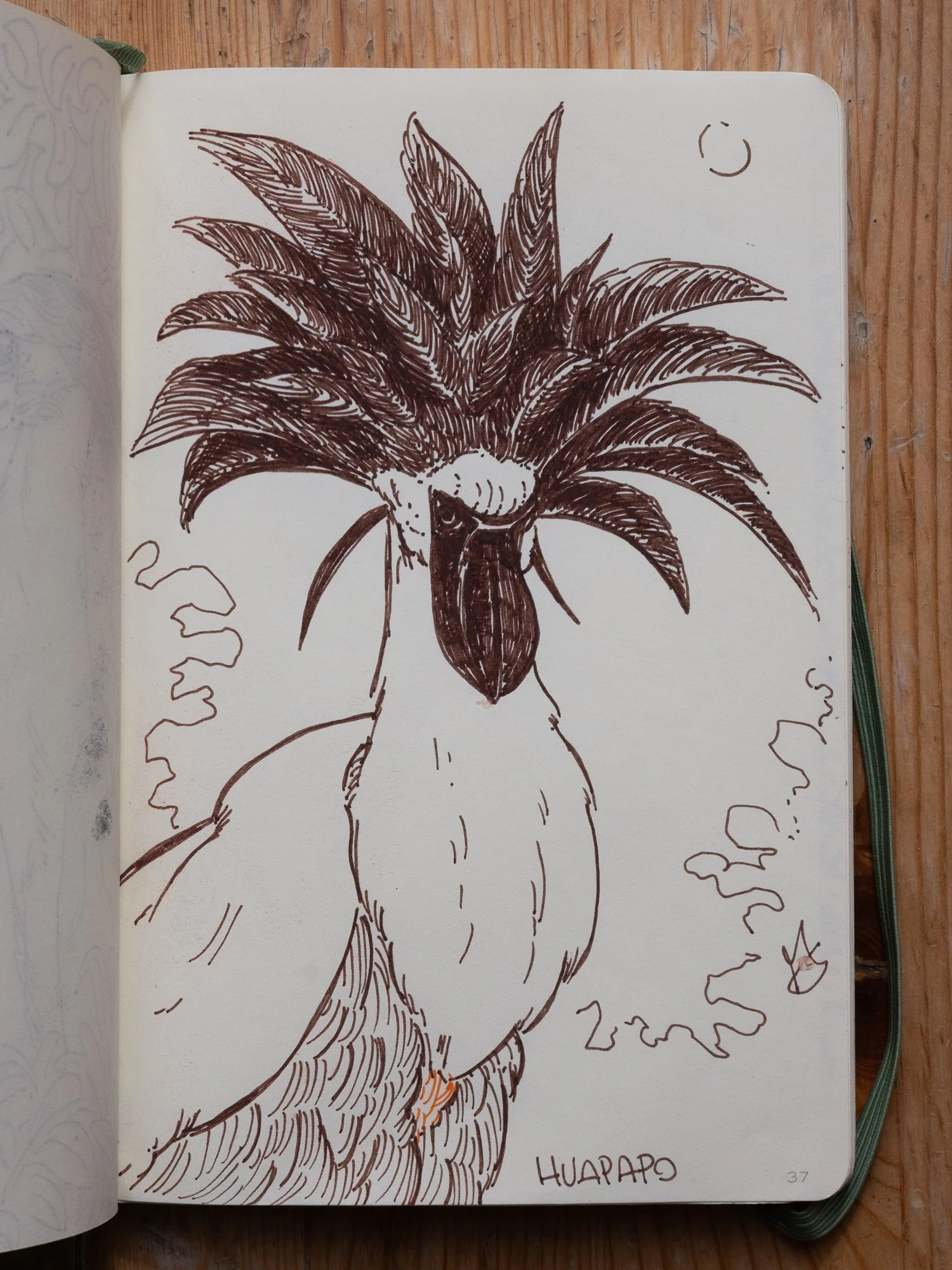 Huapapo (local name)