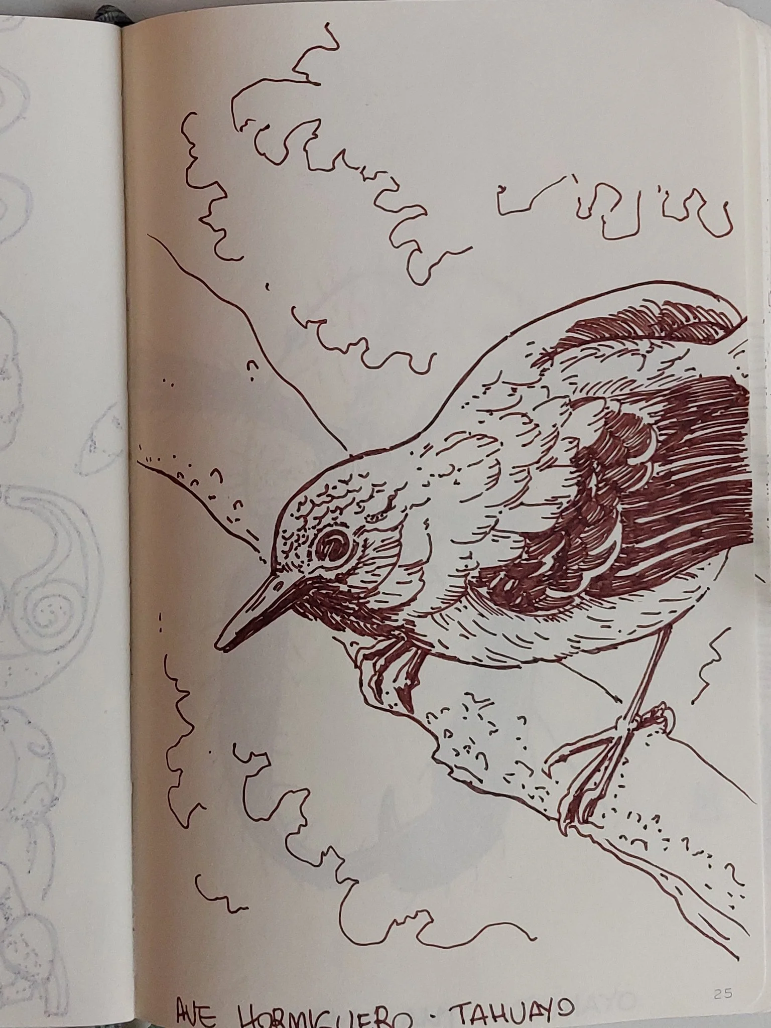 Ave Hormigero - Sketch