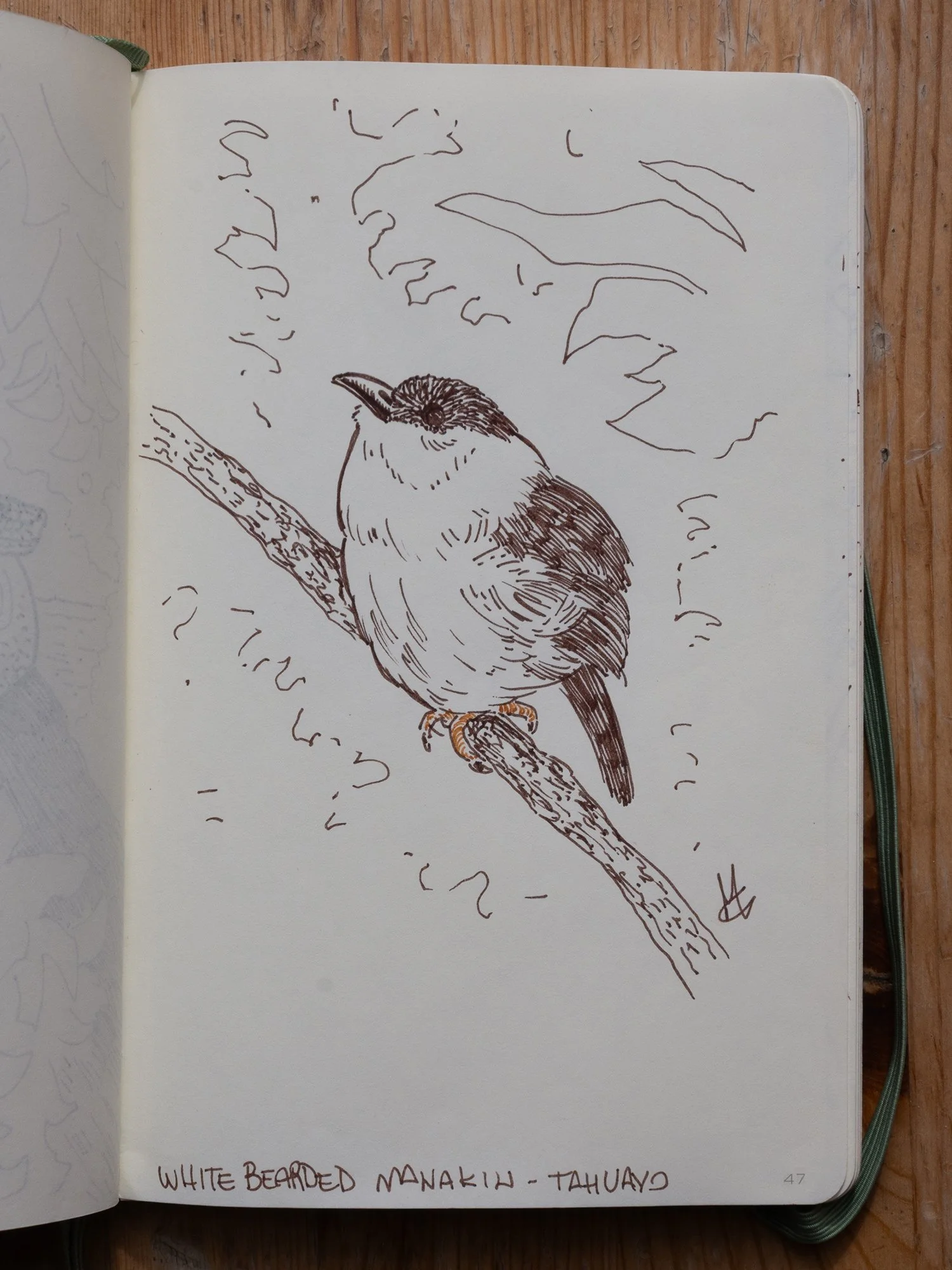 White bearded Manakin