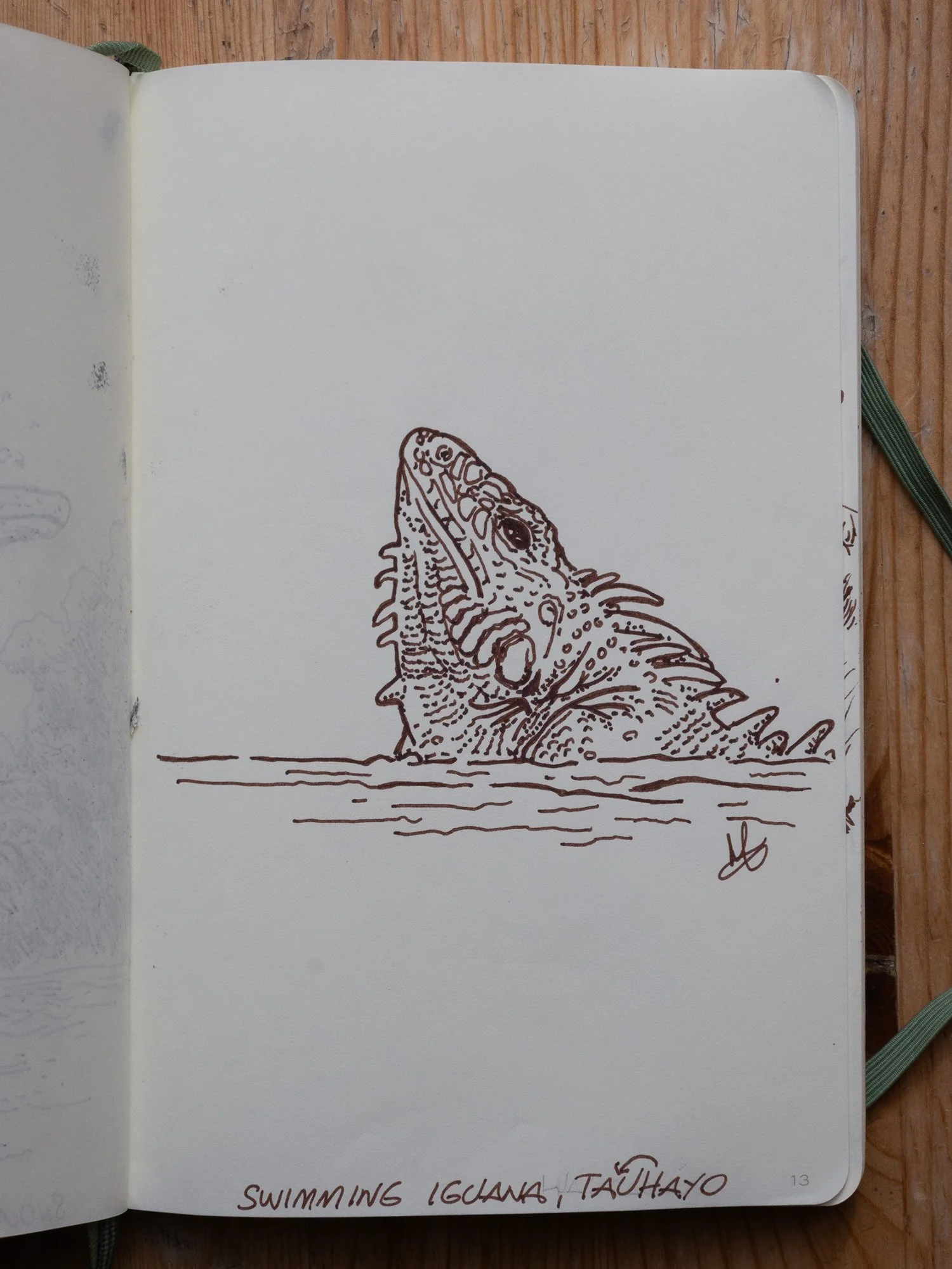 Iguana, as it crossed our boat swimming