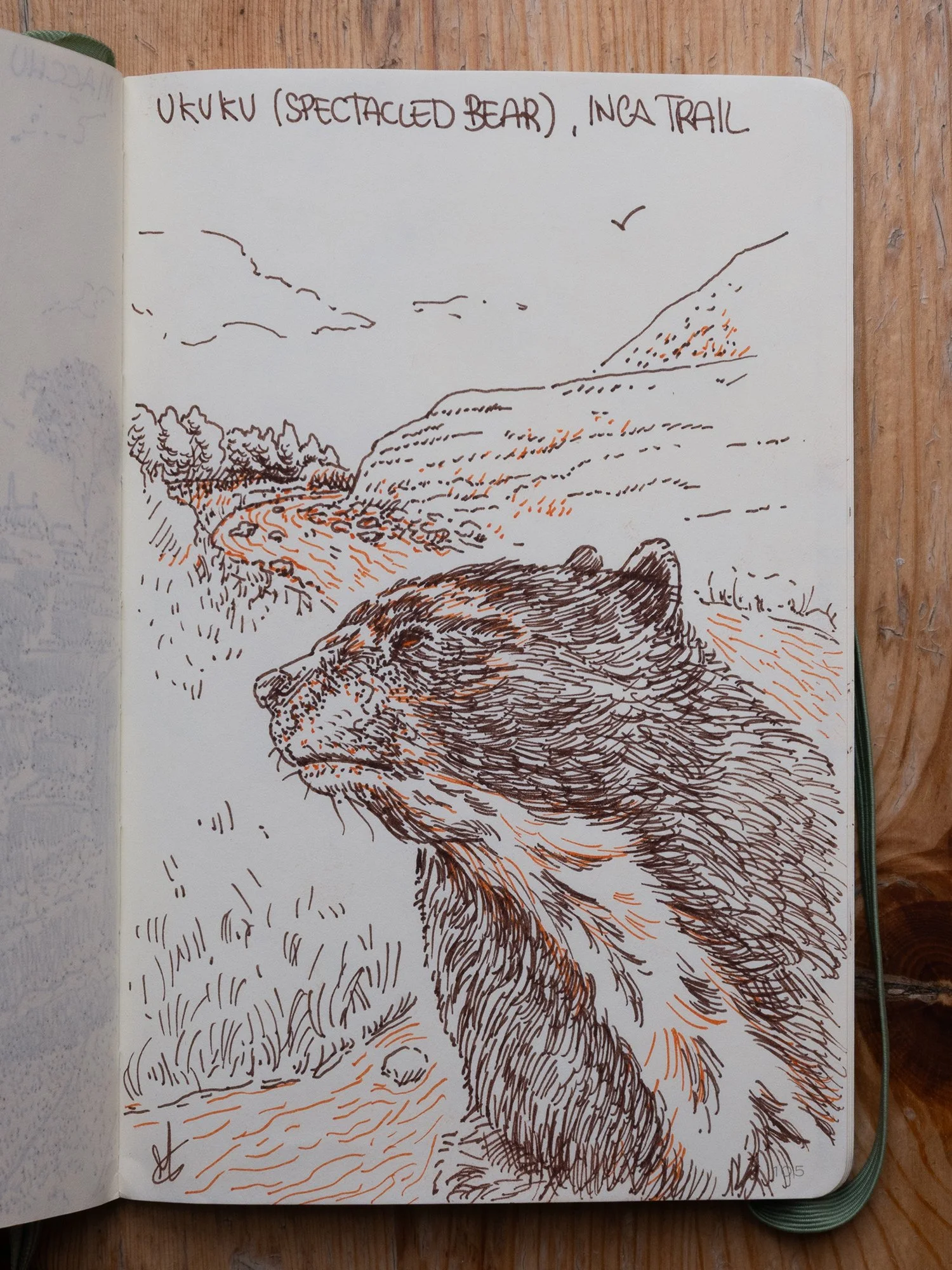 Urubamba River, Spectacled Bear (Ukuku)