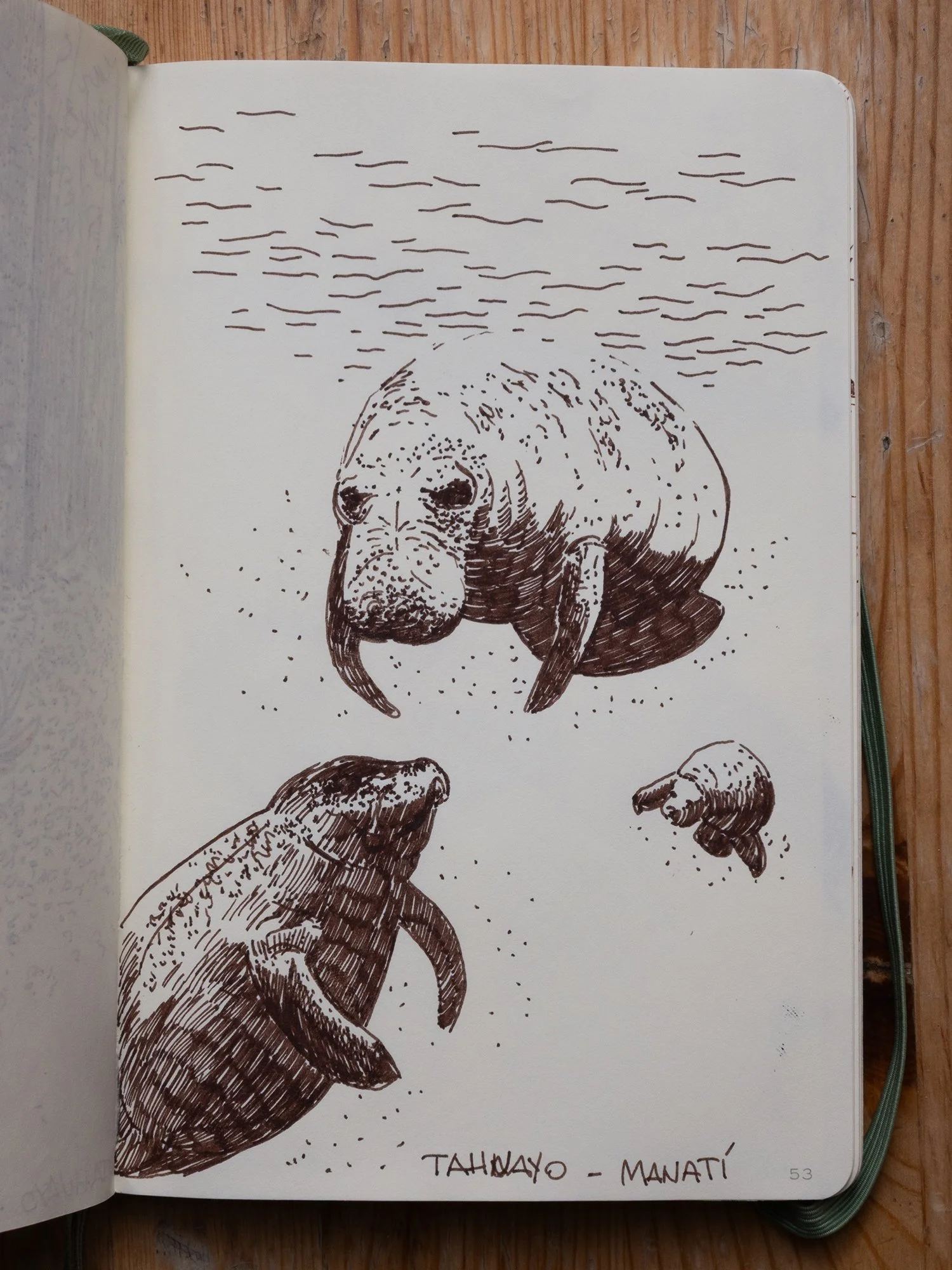 Manatees