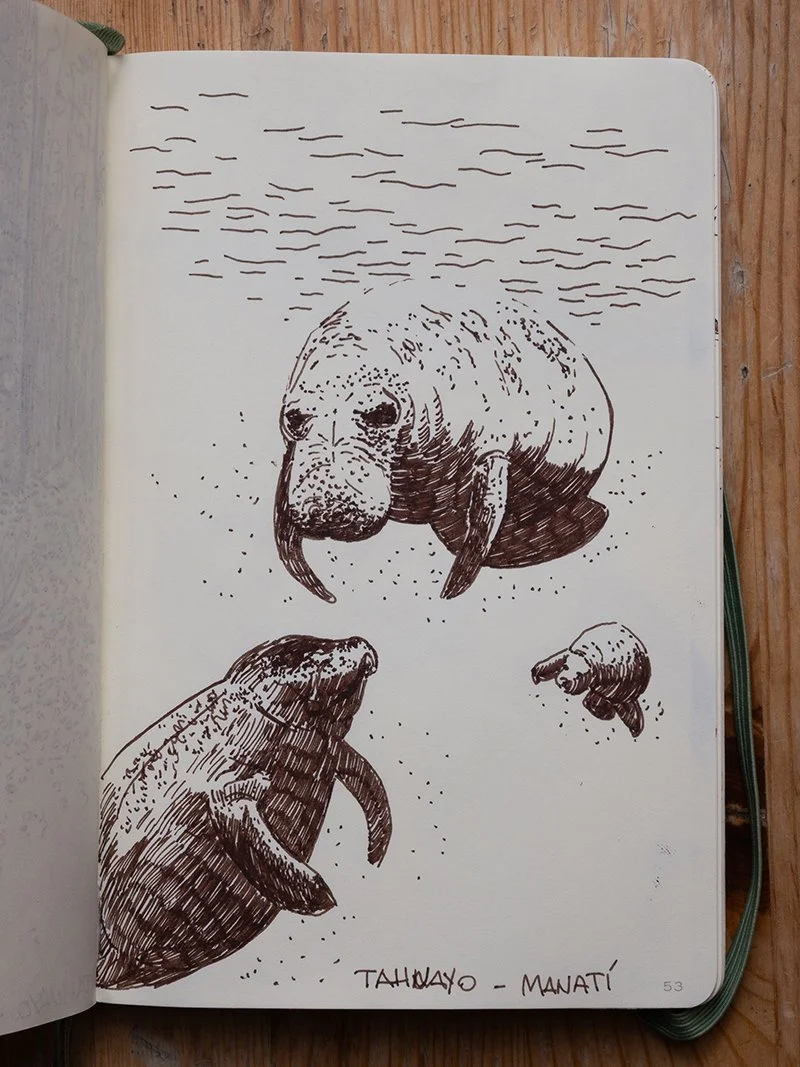 Selva Amazónica: Manatees  
Illustrated Memoir
