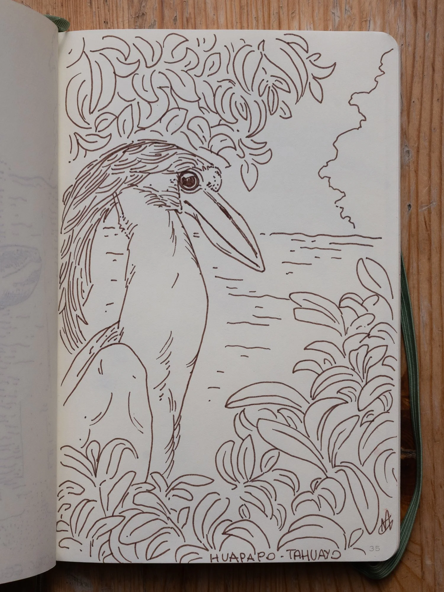 Huapapo (local name) - Boat-billed heron