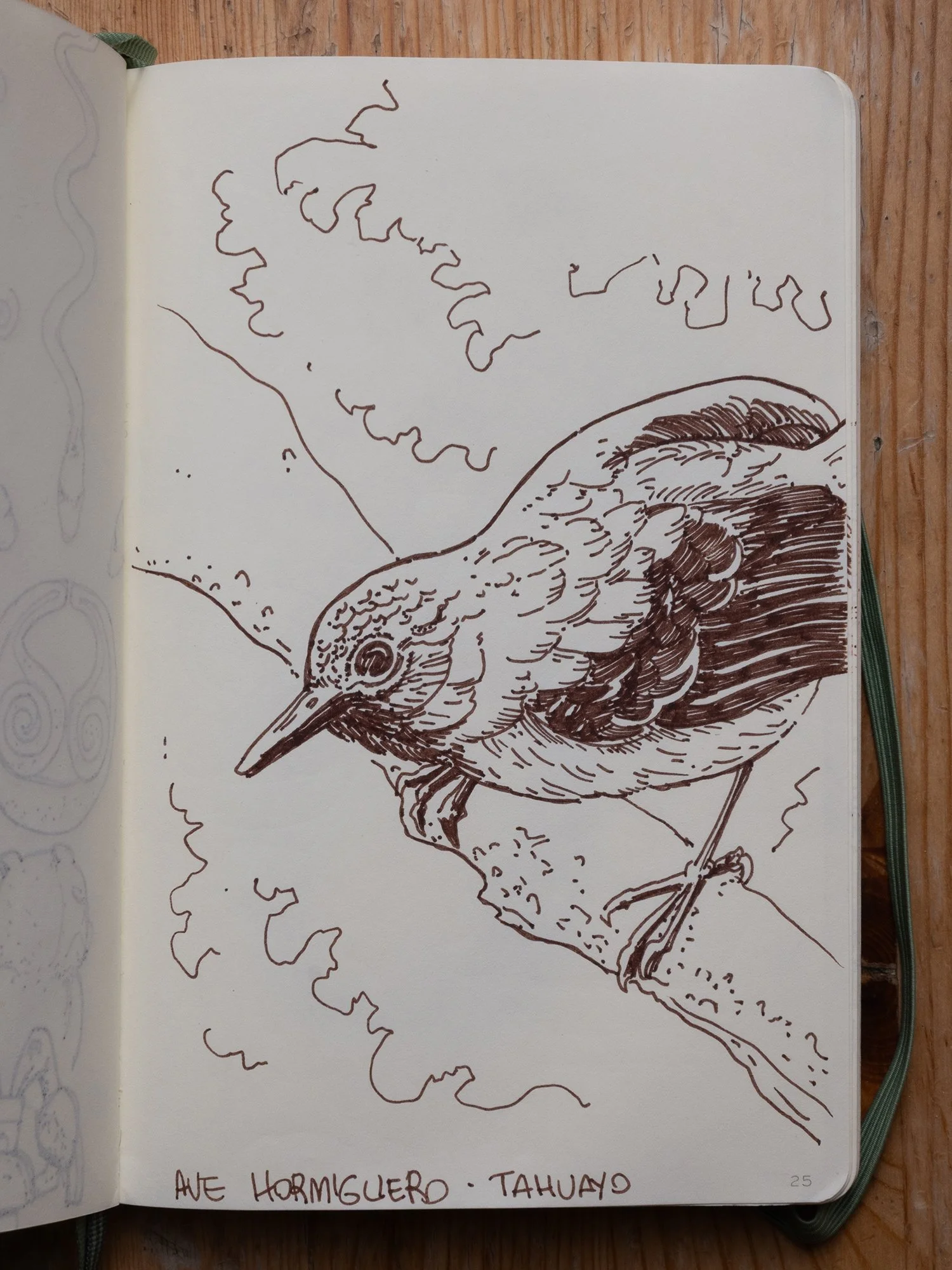 Anteater (Ave Hormiguero)