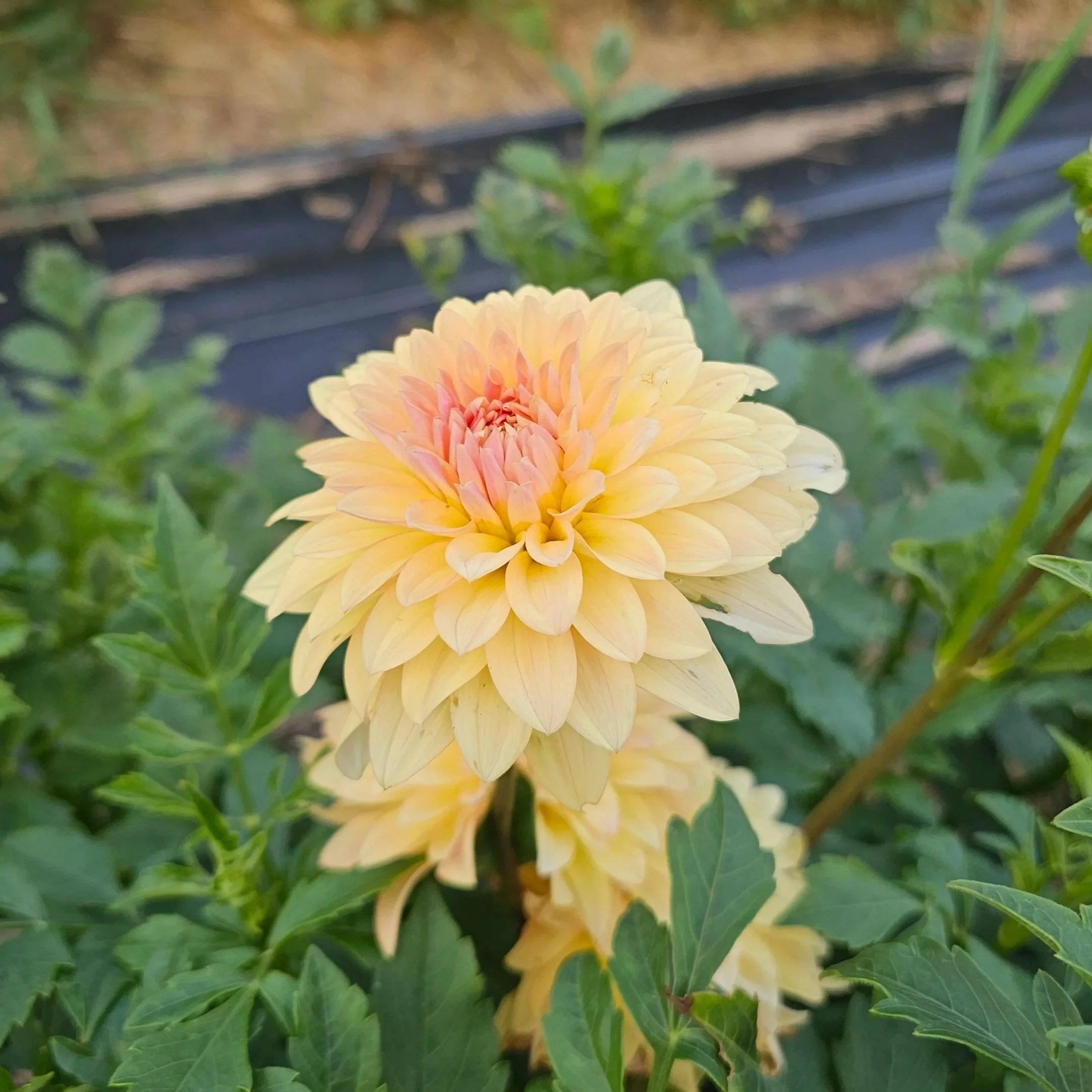 Lee's Sweet Corn Princess