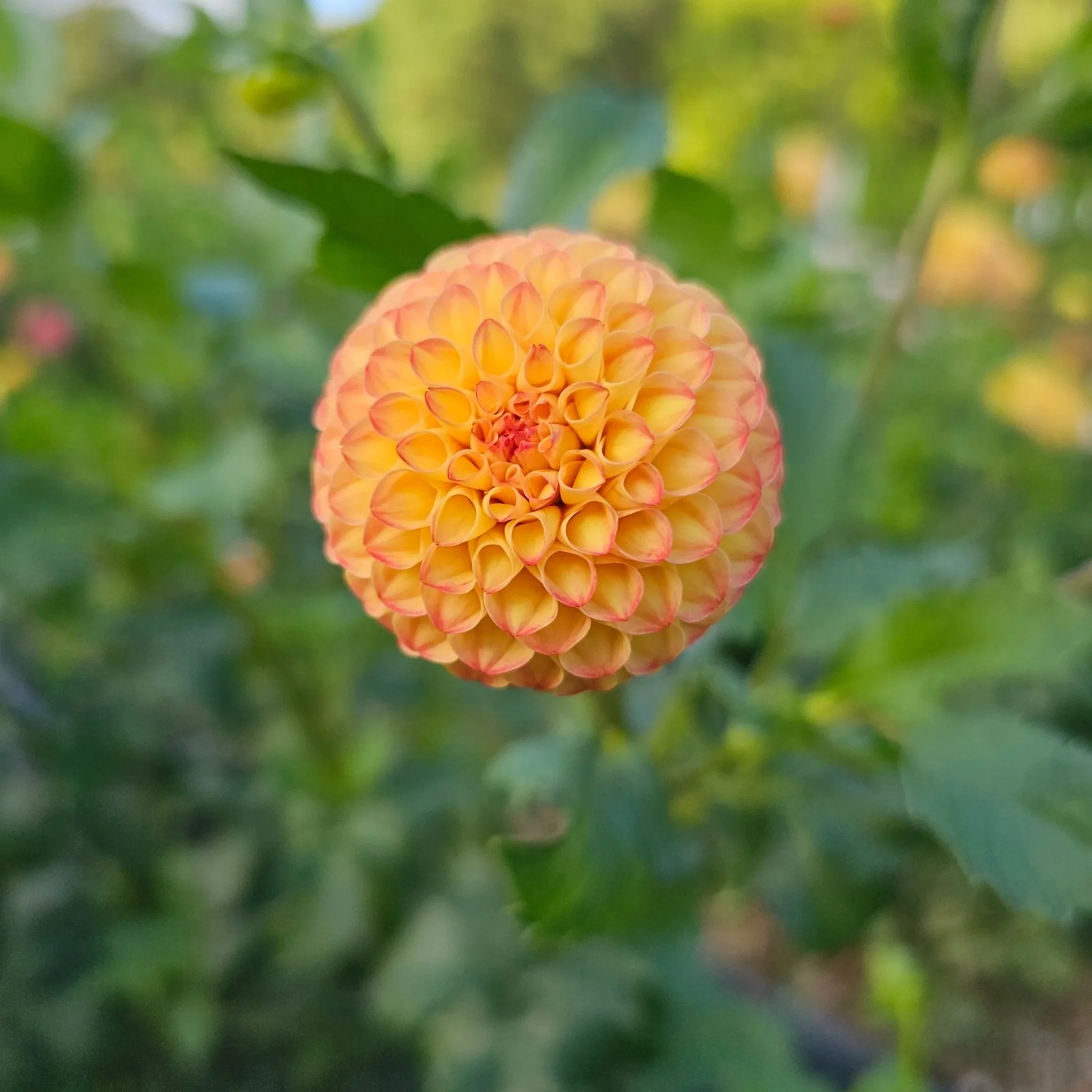 Irish Gnome Dahlia Tuber