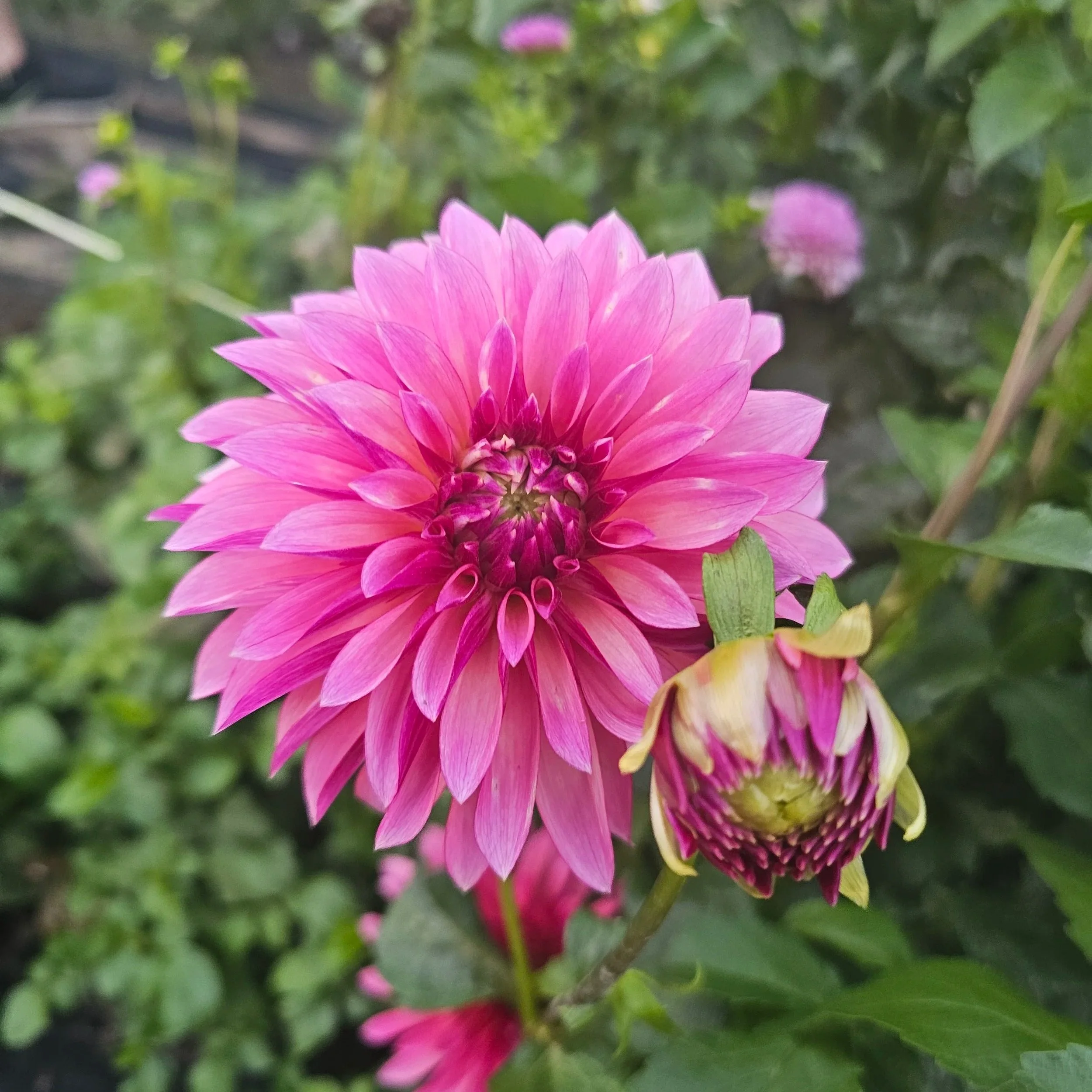 Stillwater Becky Dahlia