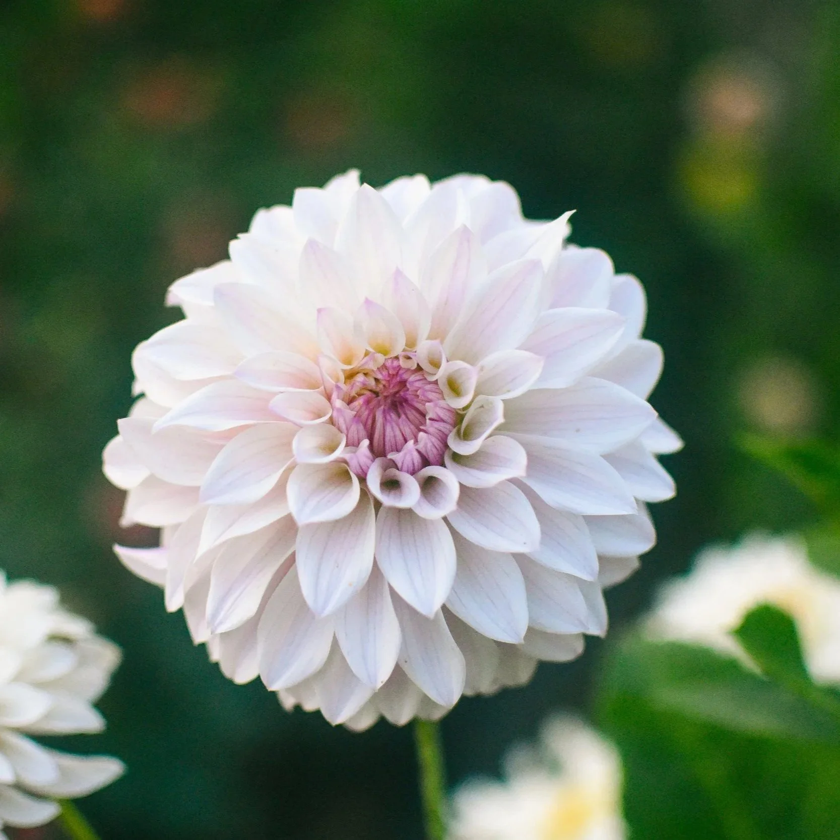 Bloomquist Compare Dahlia