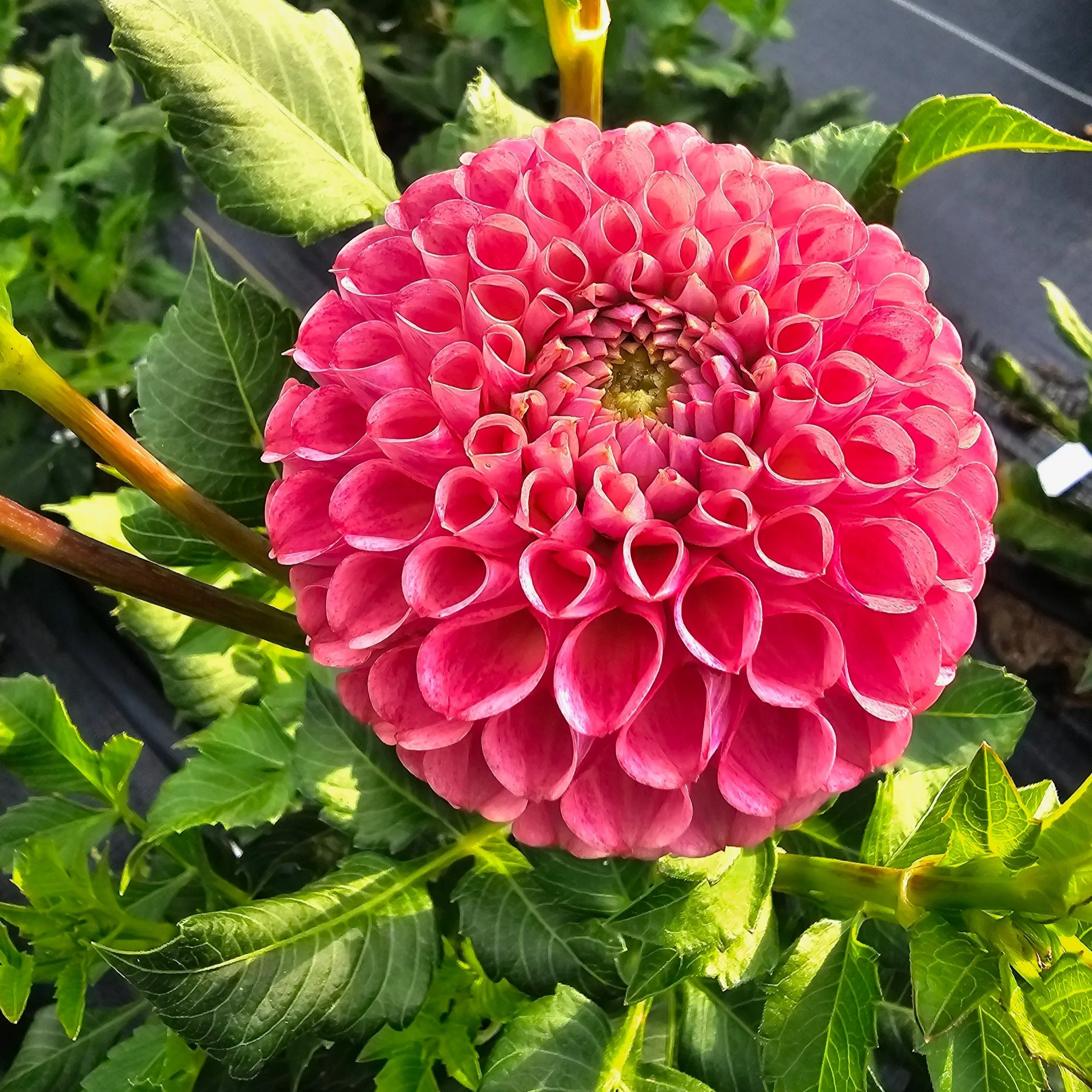 Caitlin's Joy Dahlia