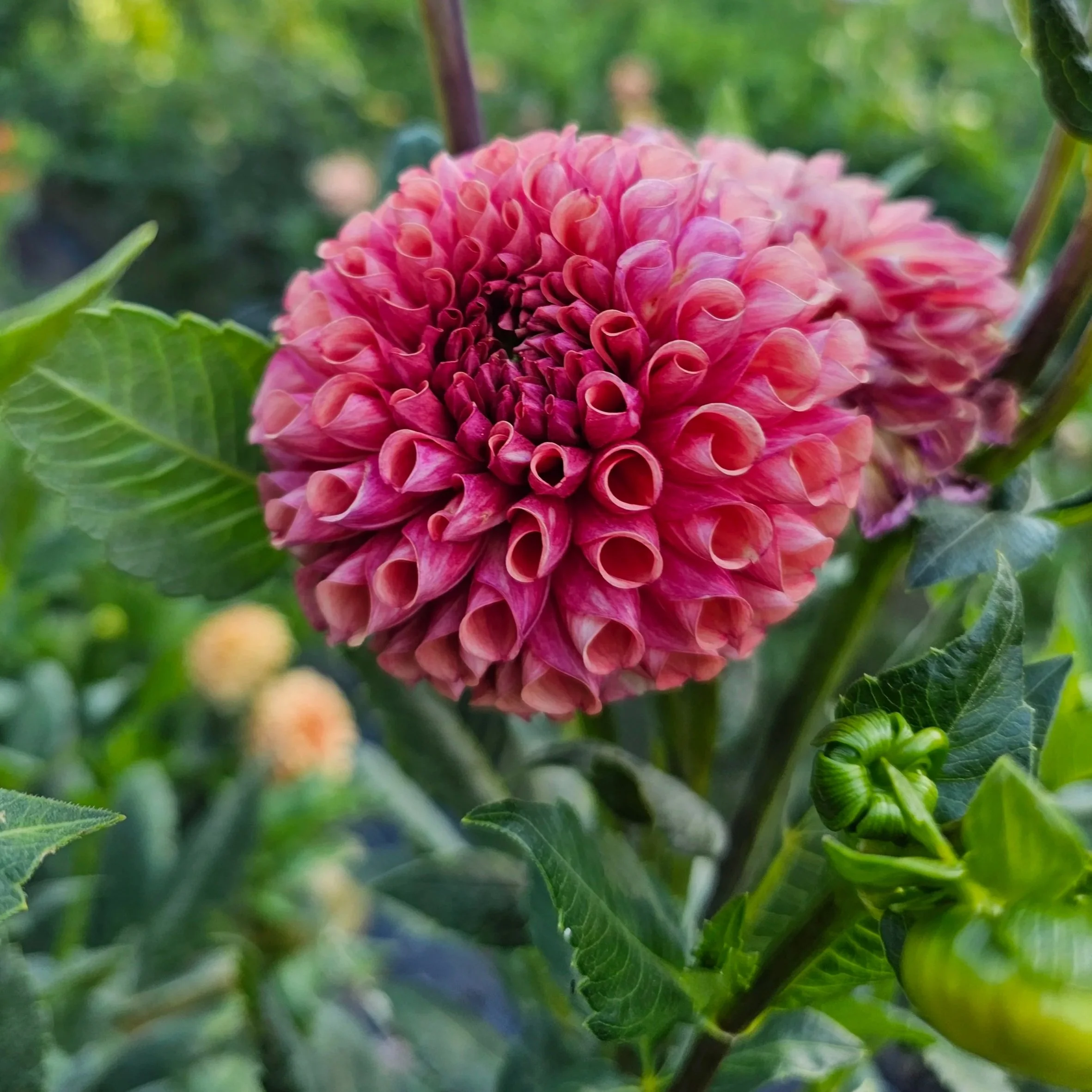 Burfoot Pasta Dahlia
