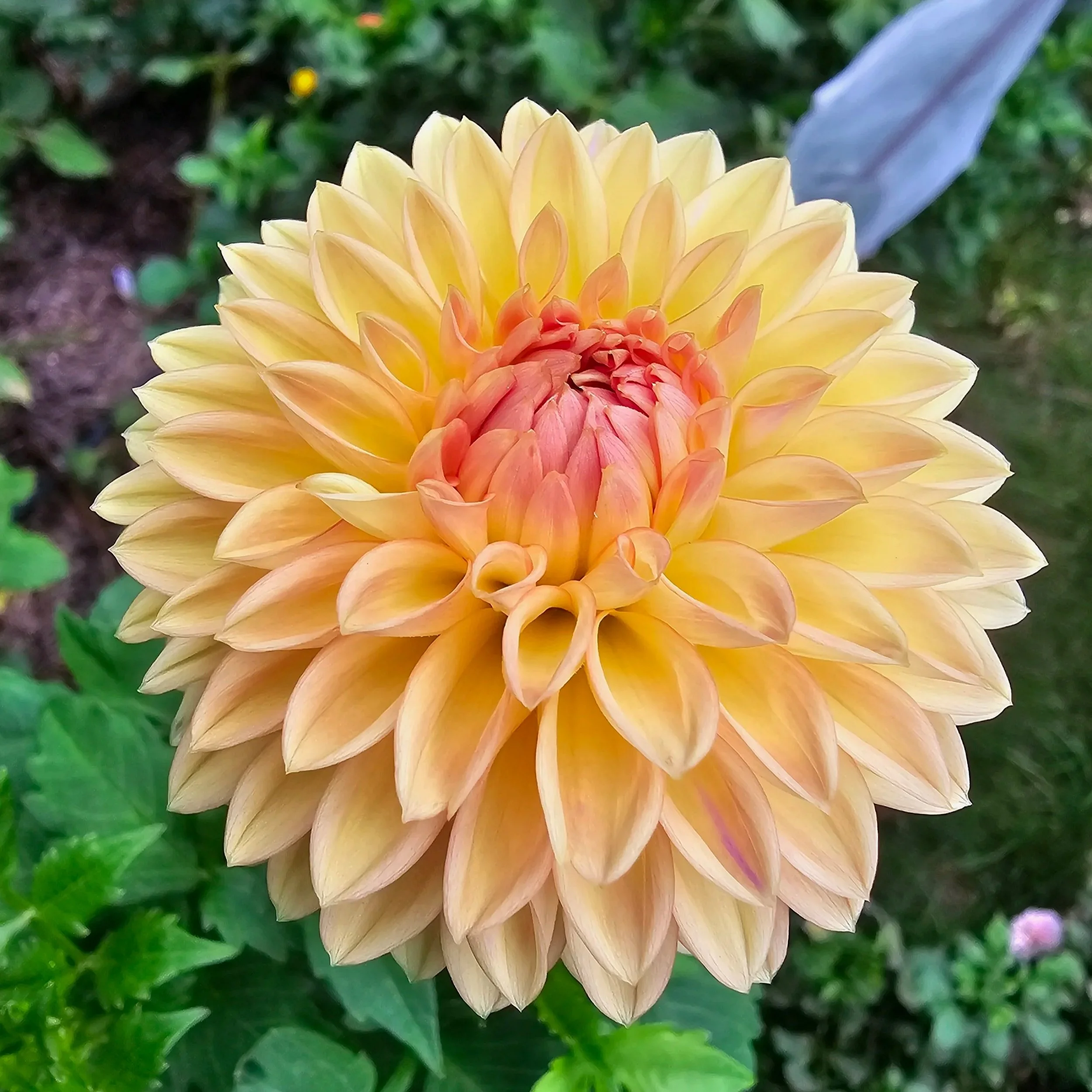 Suncrest Dahlia