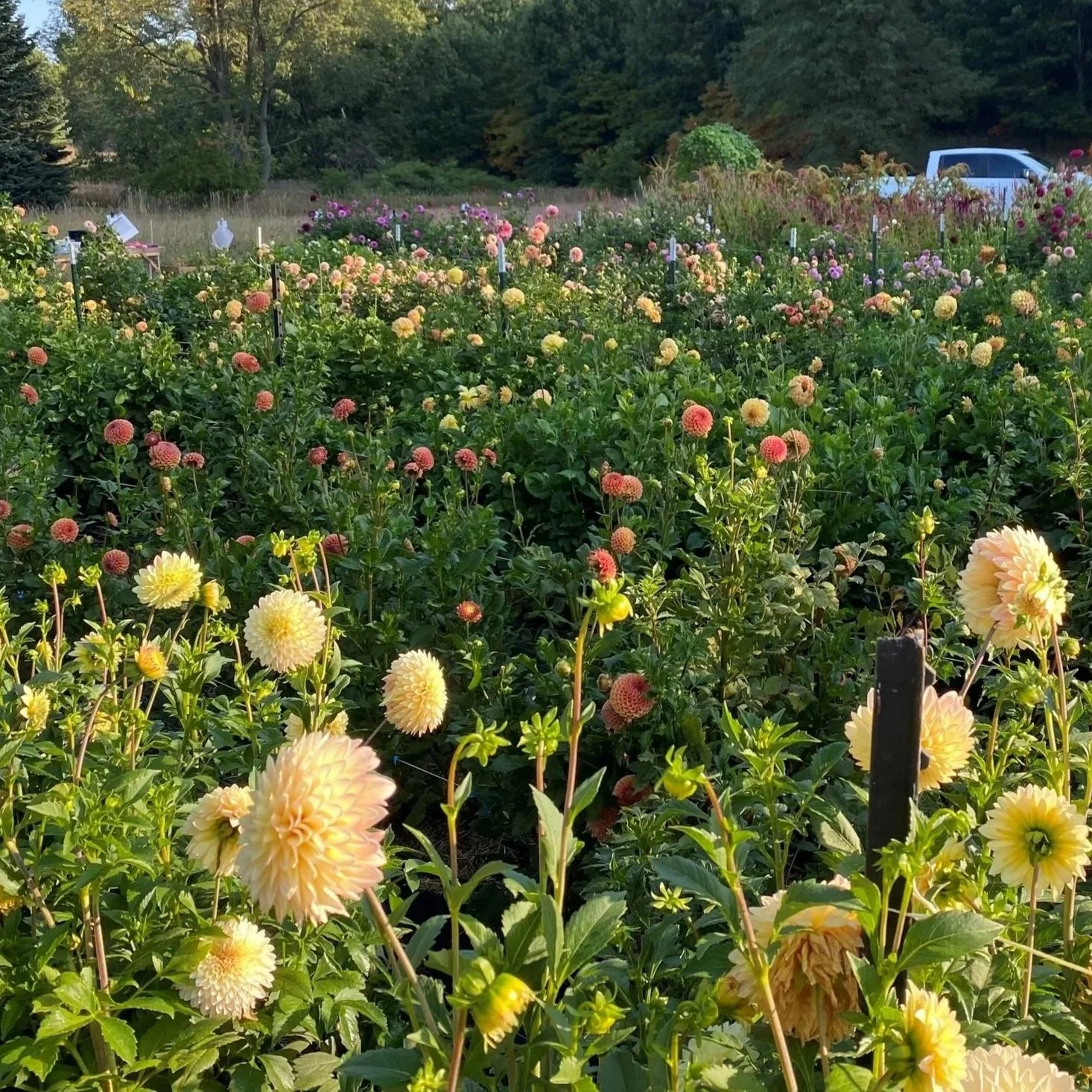 Fresh Flowers in Rockford Michigan