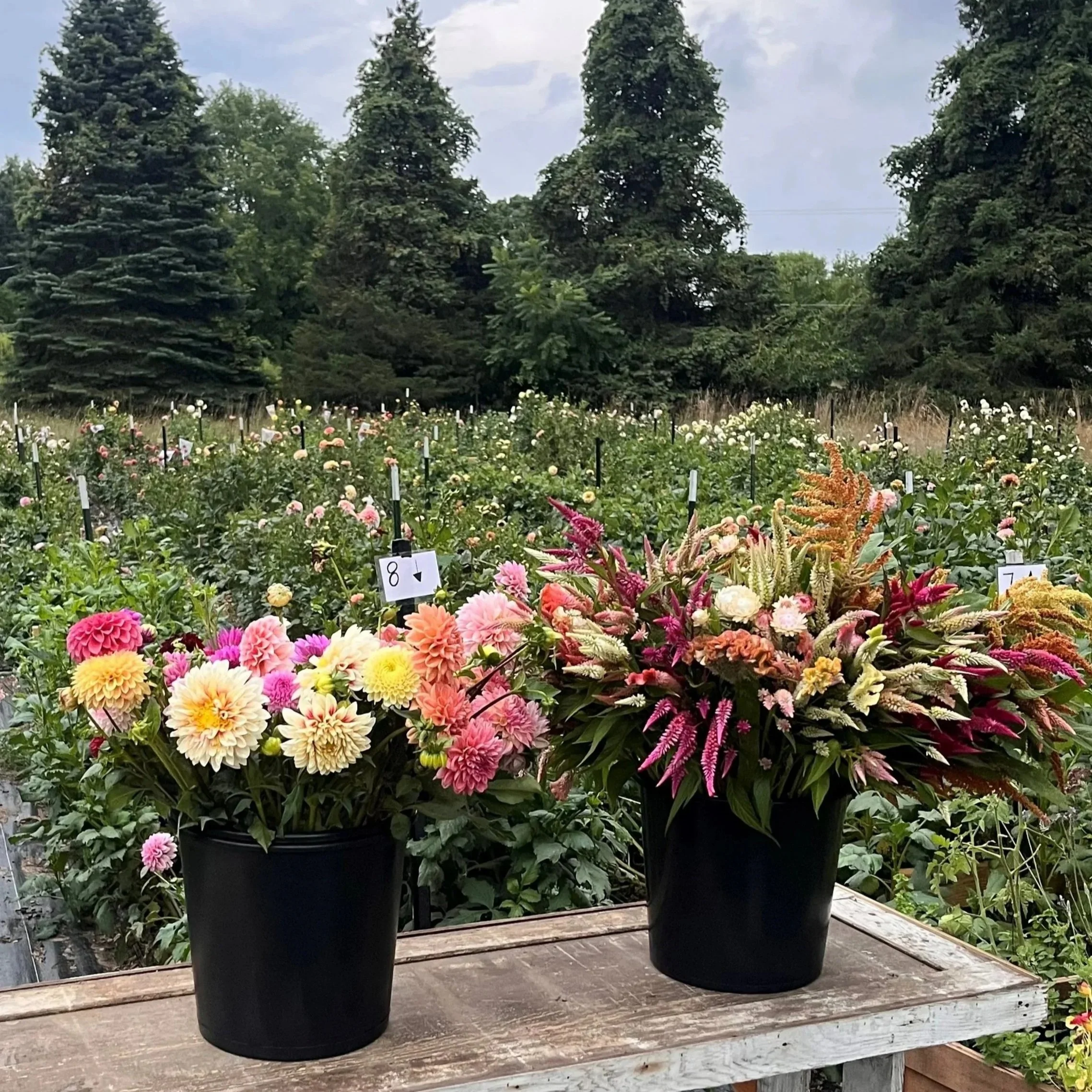 Buckets of Stems for Your Creative Vision