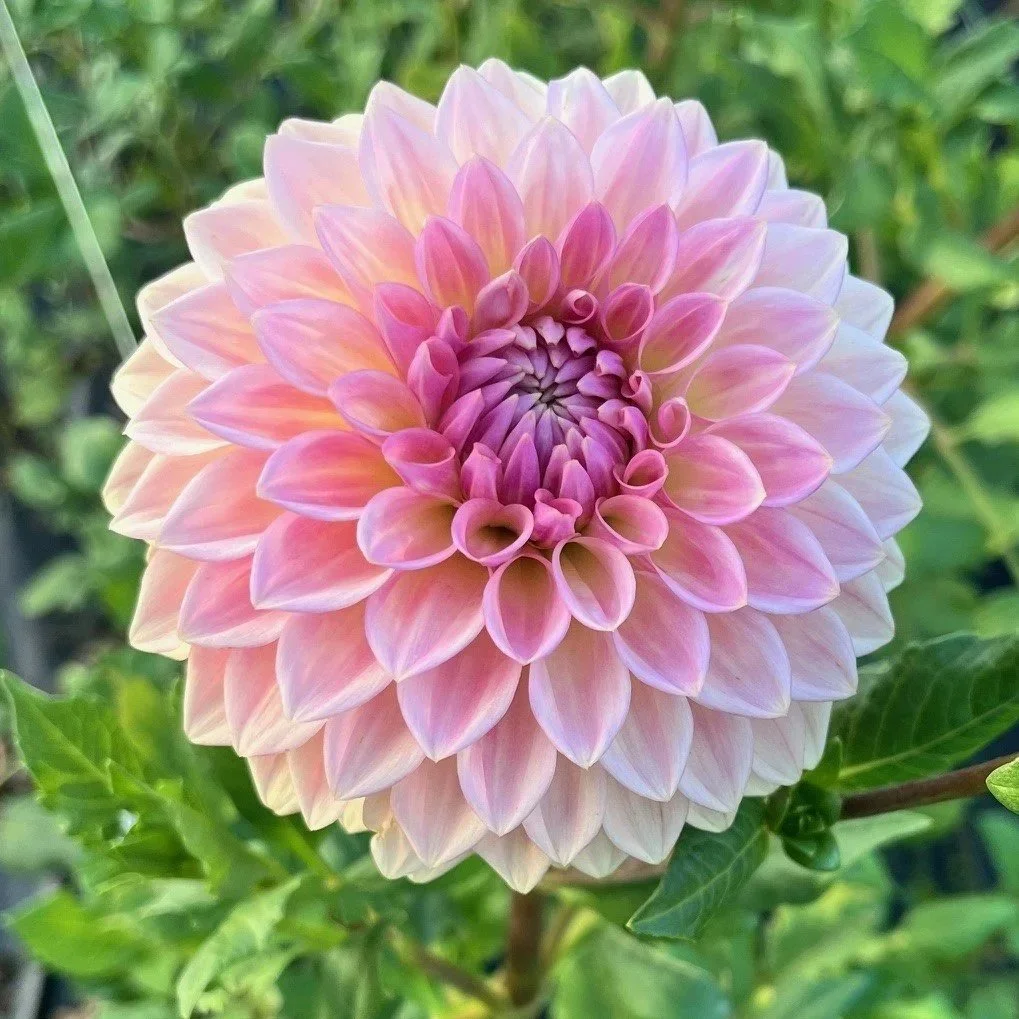 Bloomquist Alan Dahlia