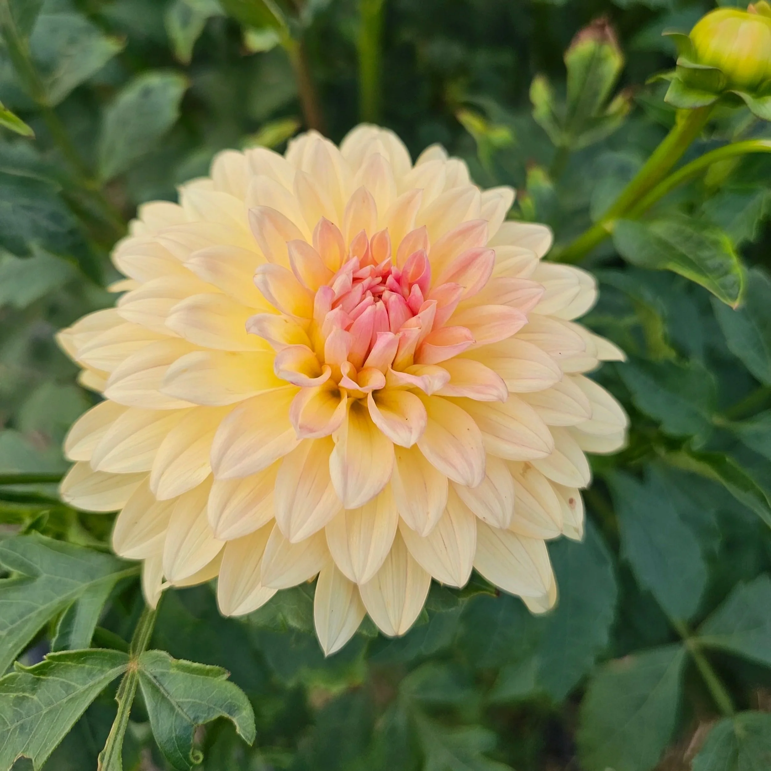 Lee's Sweet Corn Princess