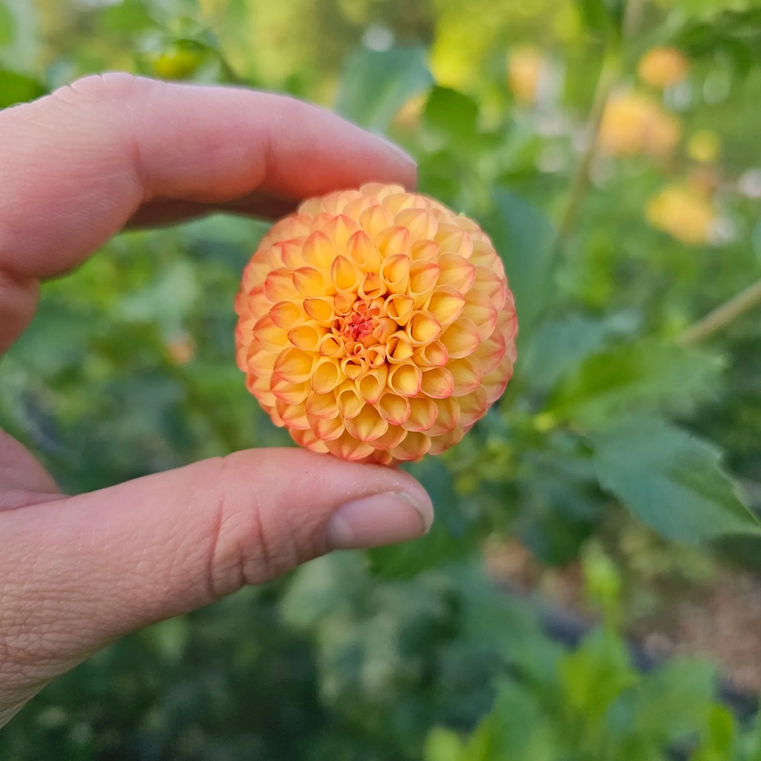 Irish Gnome Dahlia Tuber
