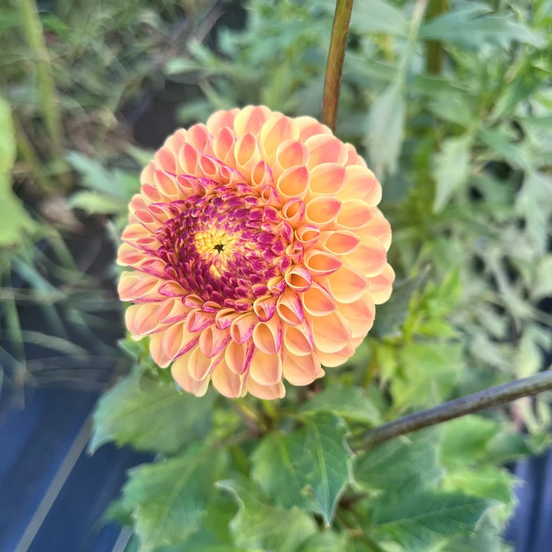 Ferncliff Spice Dahlia