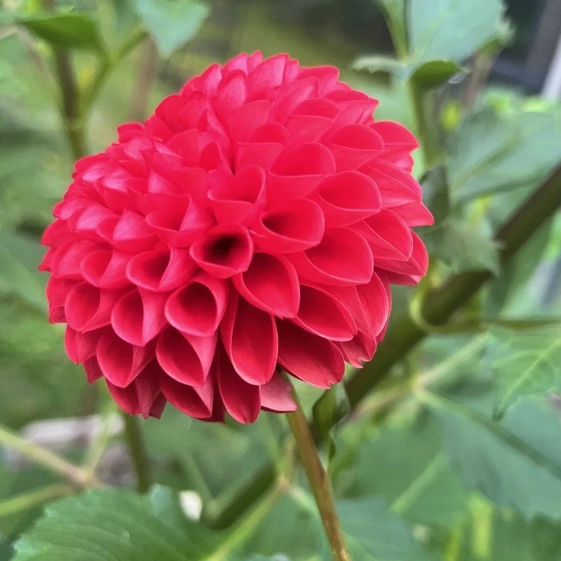Irish Spice Dahlia