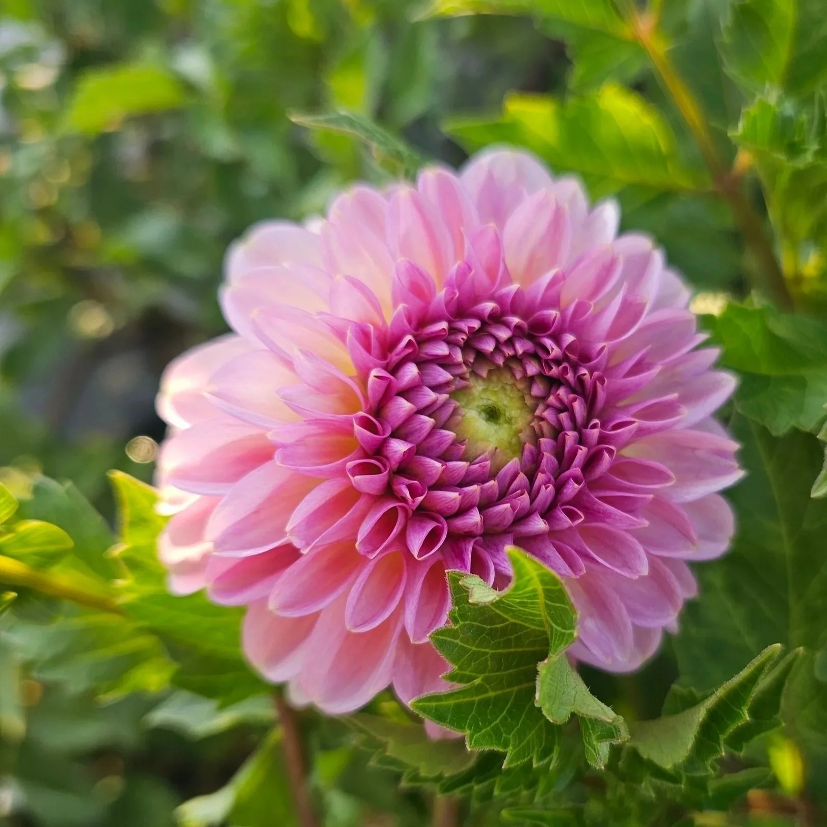 Cupcake Dahlia