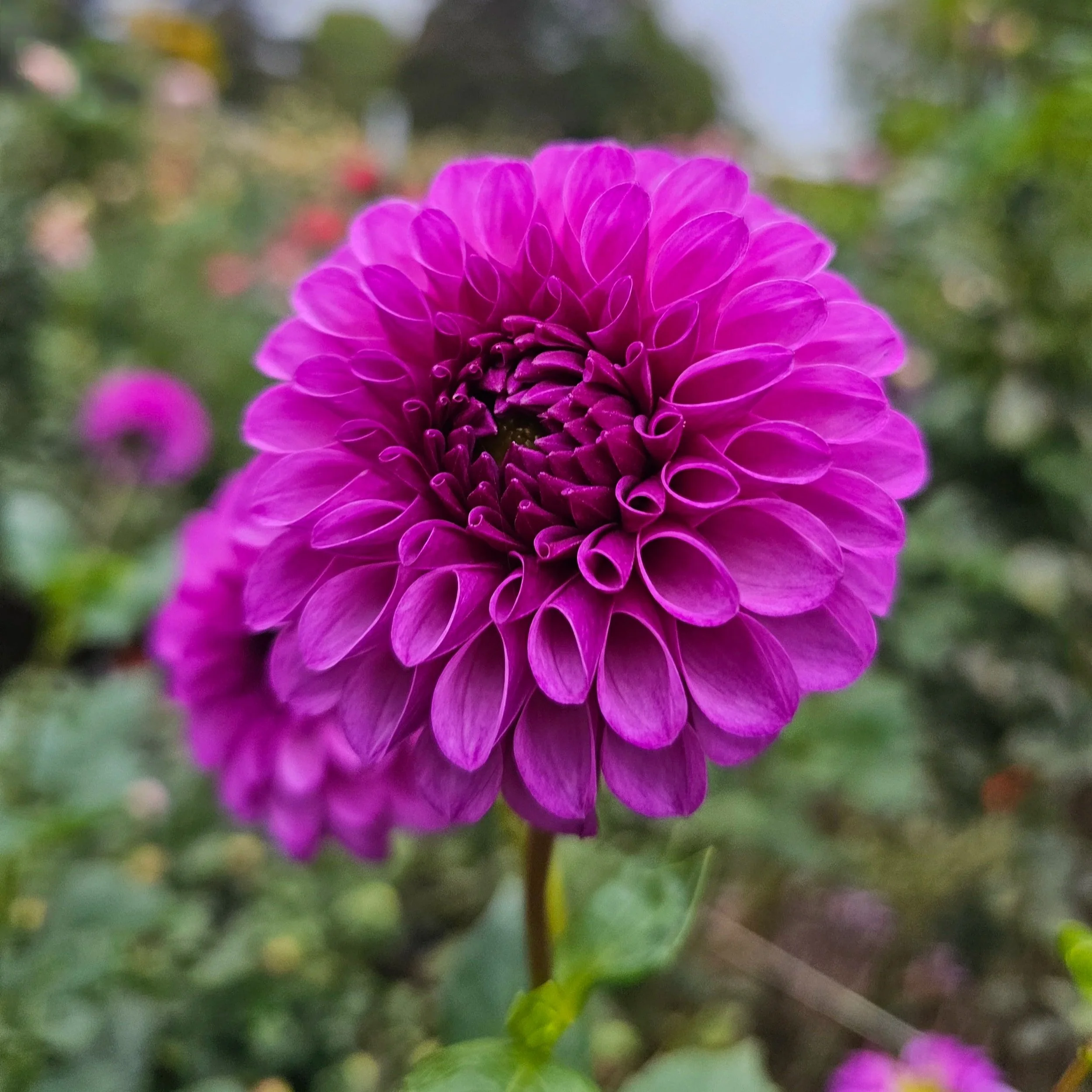 Robann Royal Dahlia