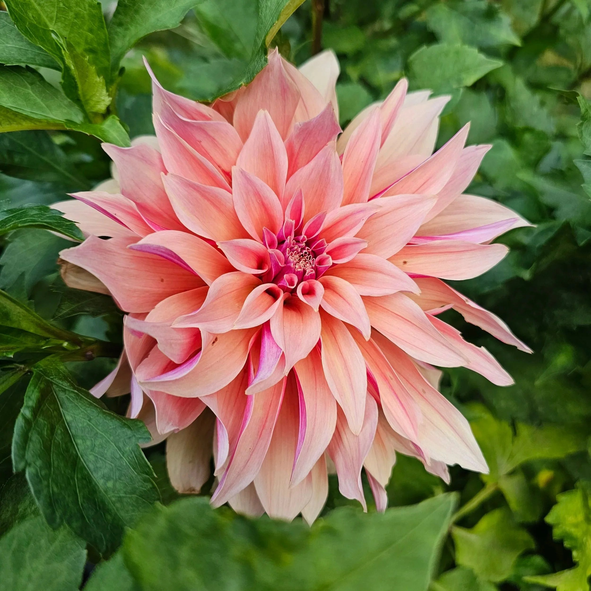 Labyrinth Dahlia
