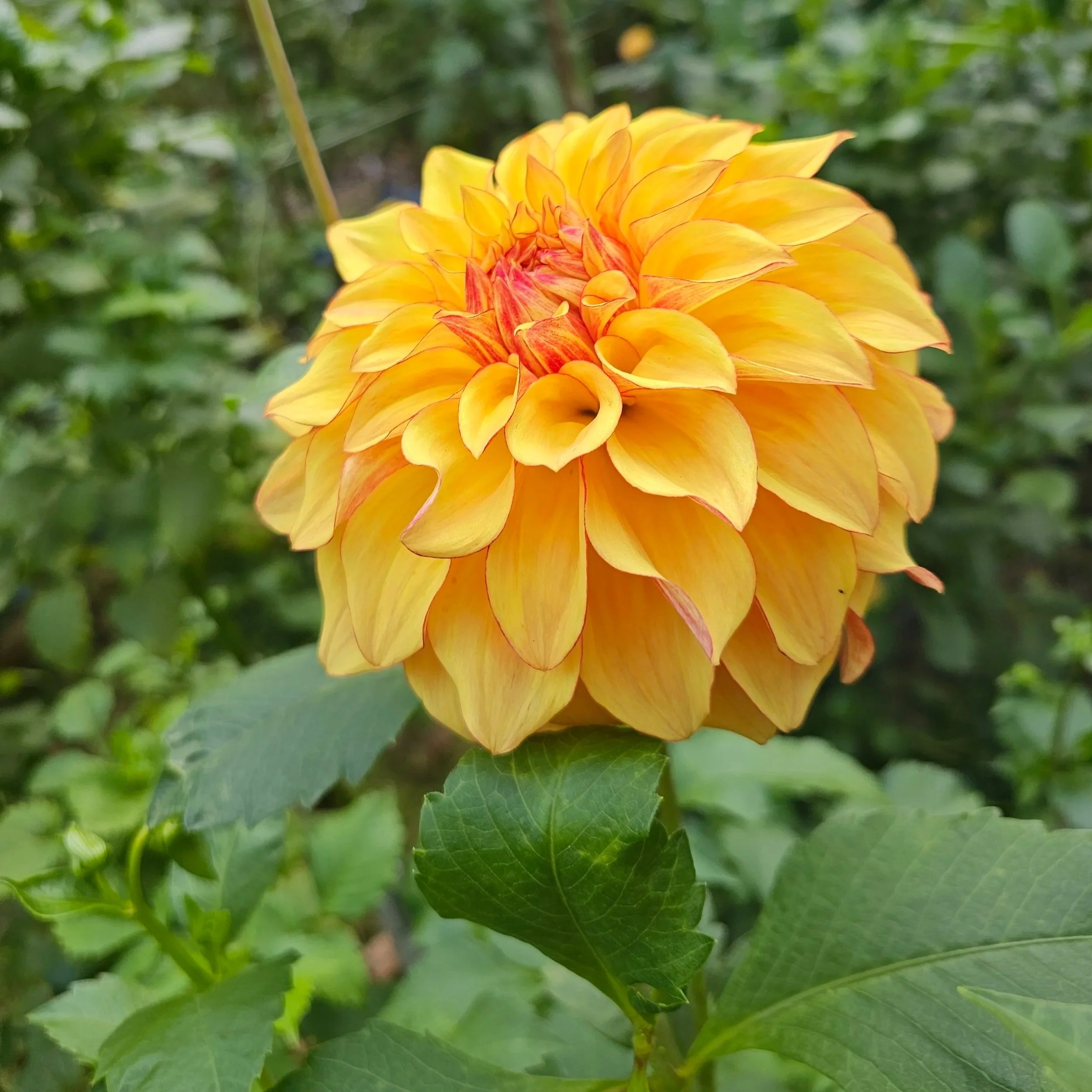Bloomquist Globe Dahlia