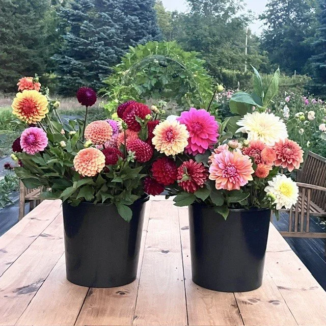 Buckets of Dahlia Stems
