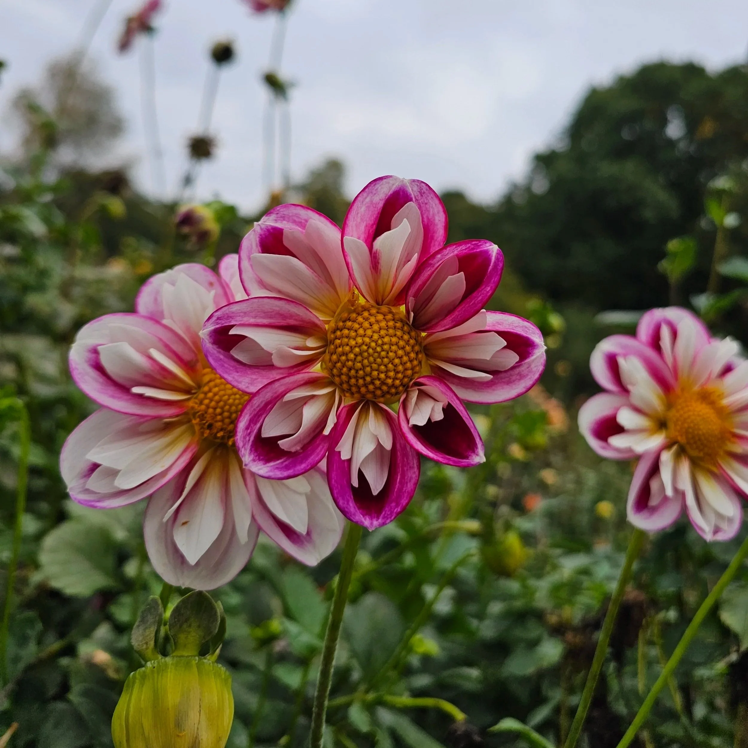 Bumble Rumble Dahlia