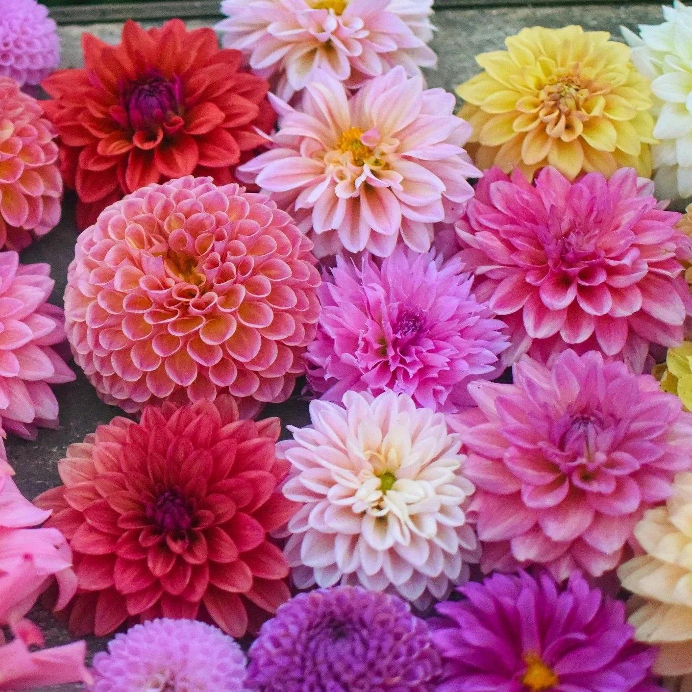 Fresh Flowers in Rockford Michigan