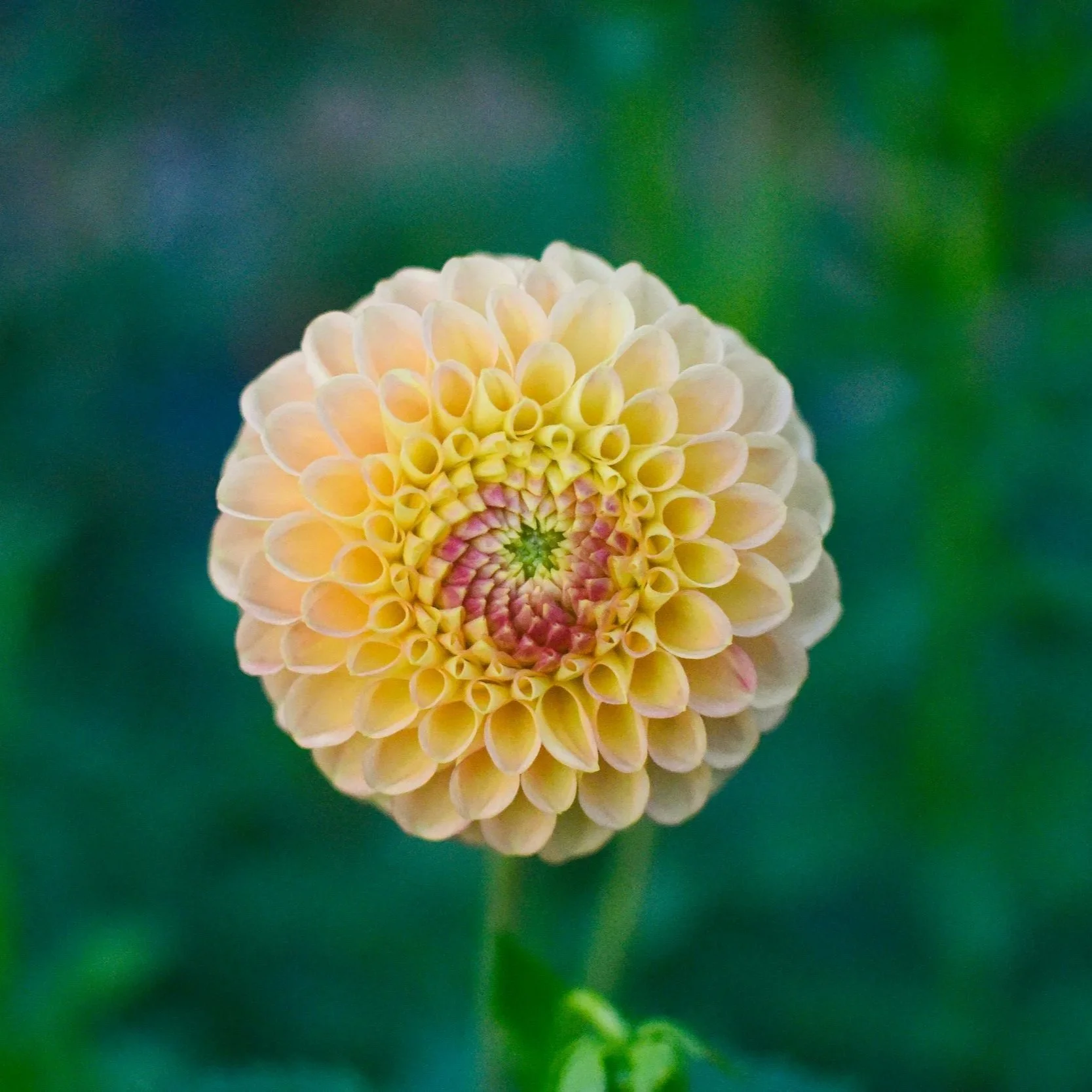 Snoho Doris Dahlia