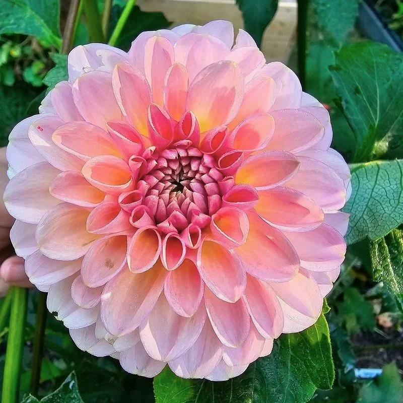 Cupcake Dahlia