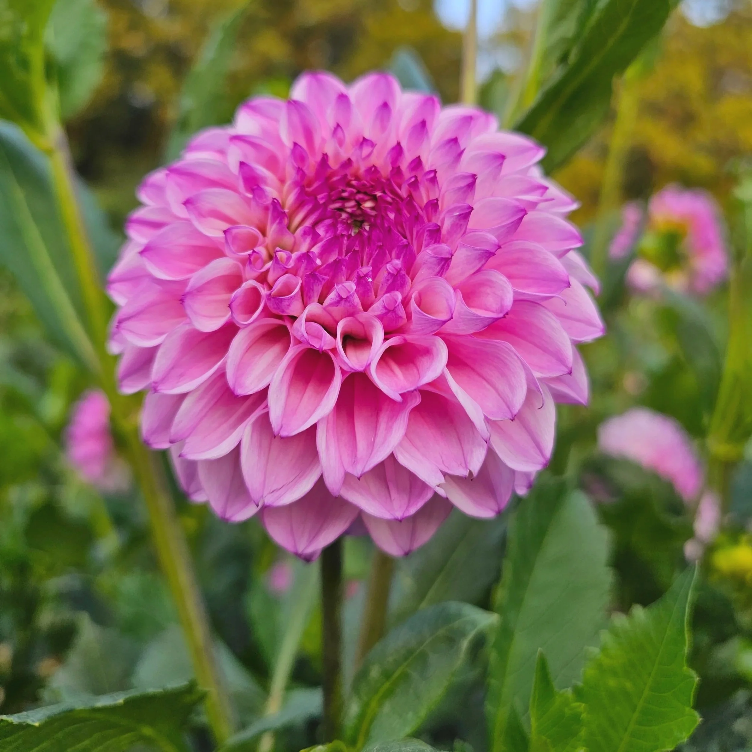 Hilltop Glo Dahlia