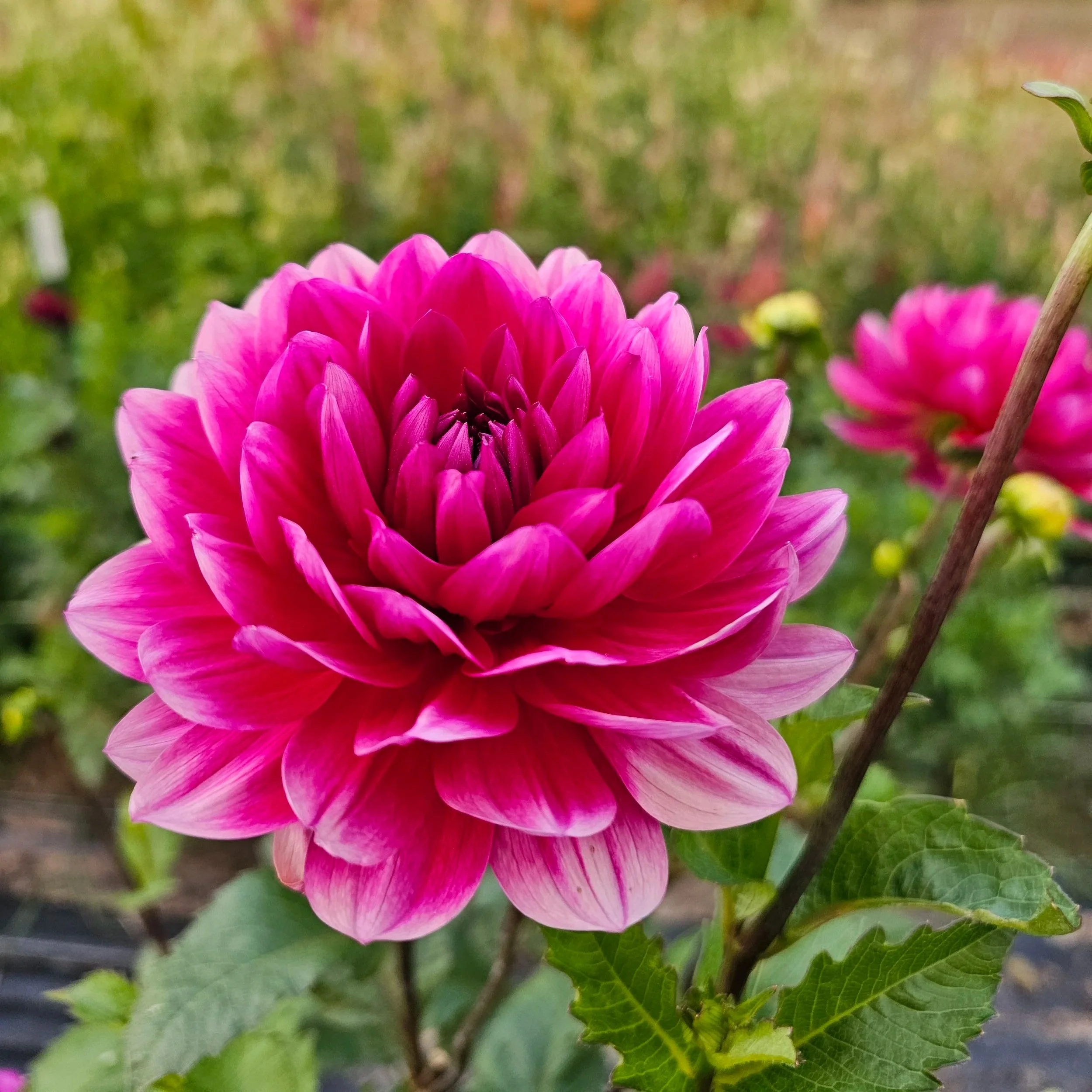 Hollyhill Pandora Dahlia