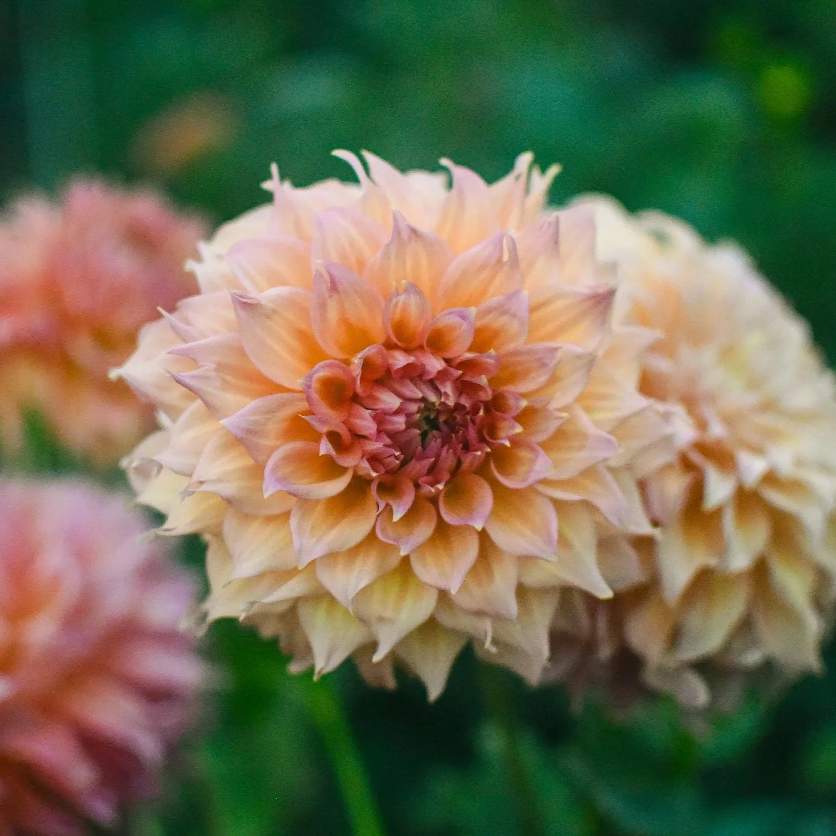 Summer Rain Dahlia